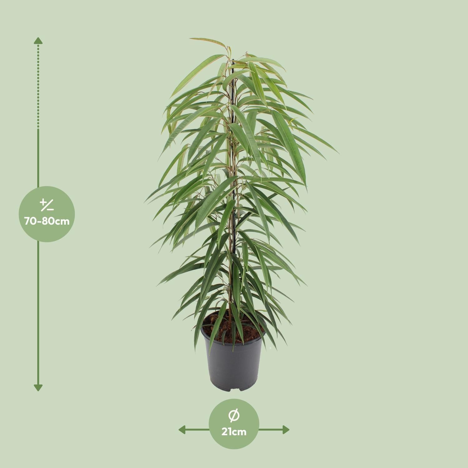 Ficus Binnendijkii Alii - 80cm - 21Ø