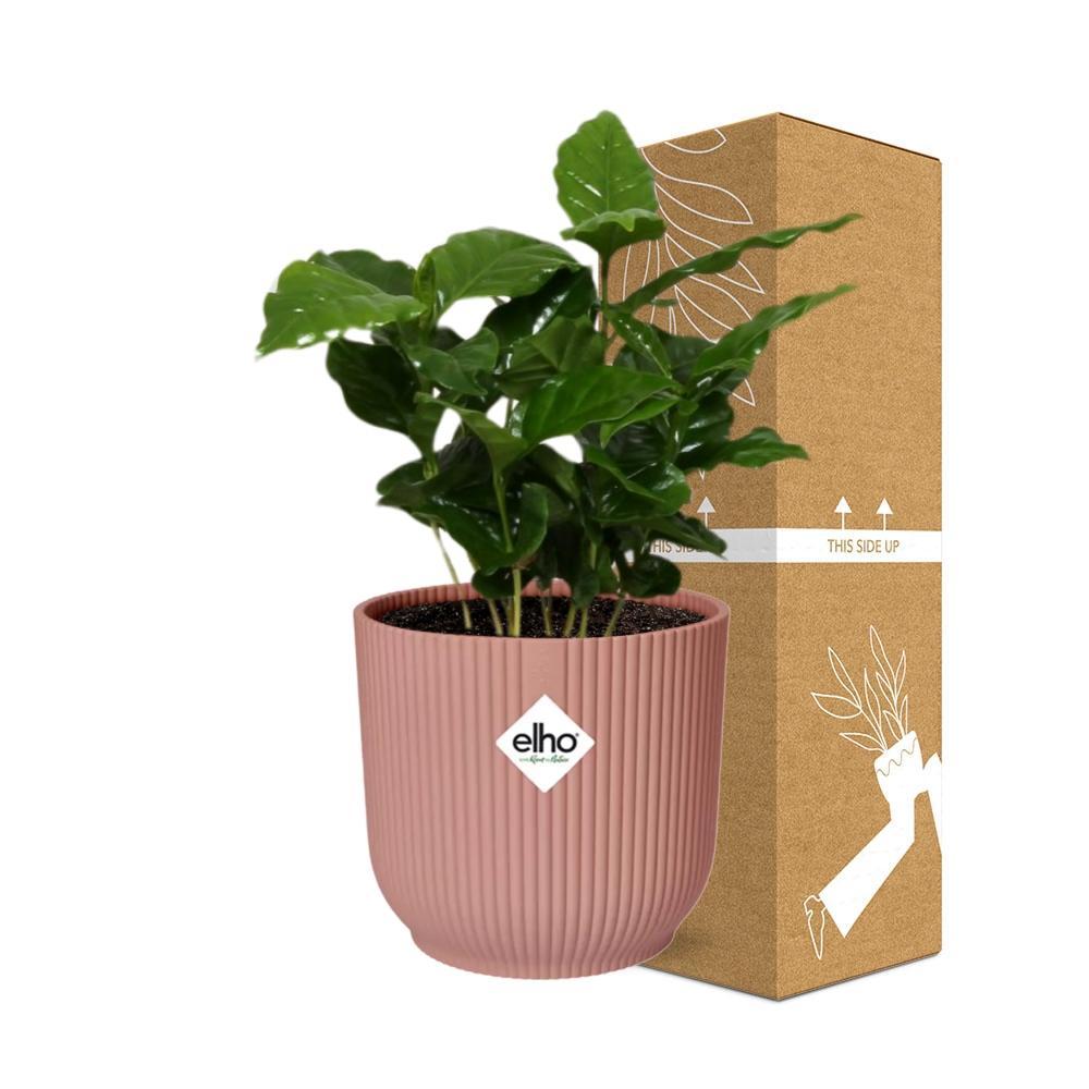 Koffie Arabica in ELHO Vibes Fold 14cm roze