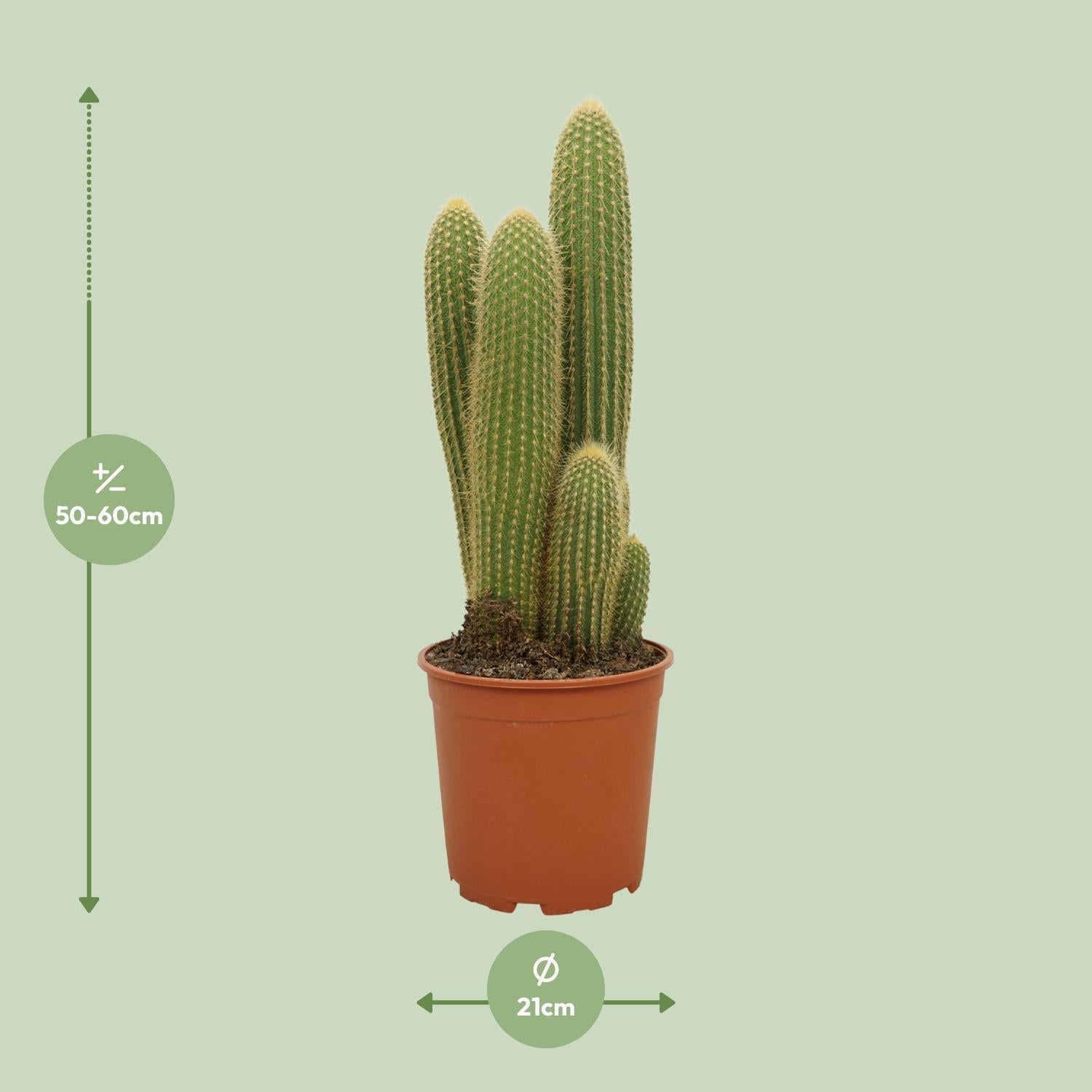 Vaticaanstad Guentheri Ø21cm - ↕55cm