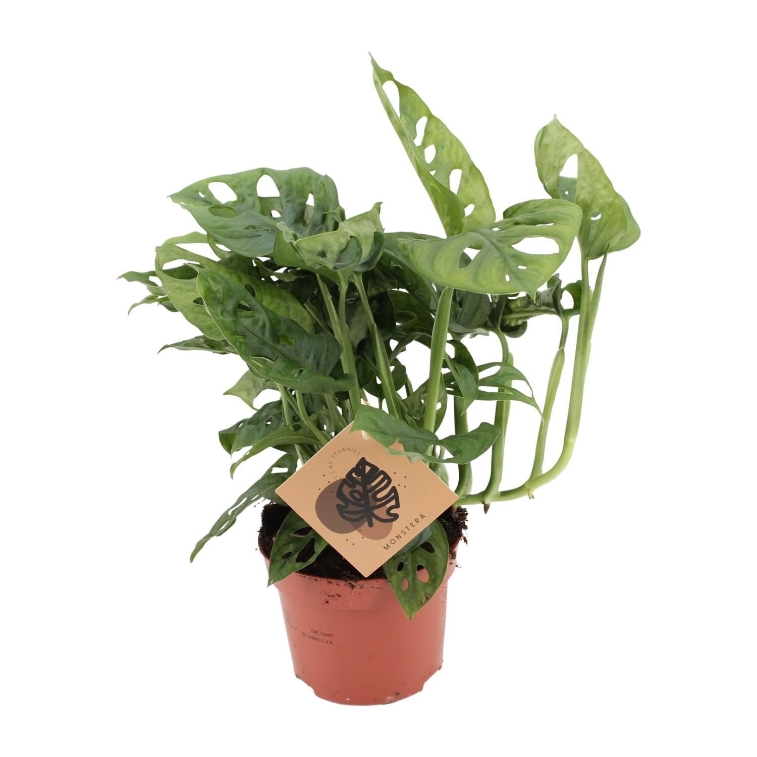 Monstera Aap - Ø12cm - ↕30cm