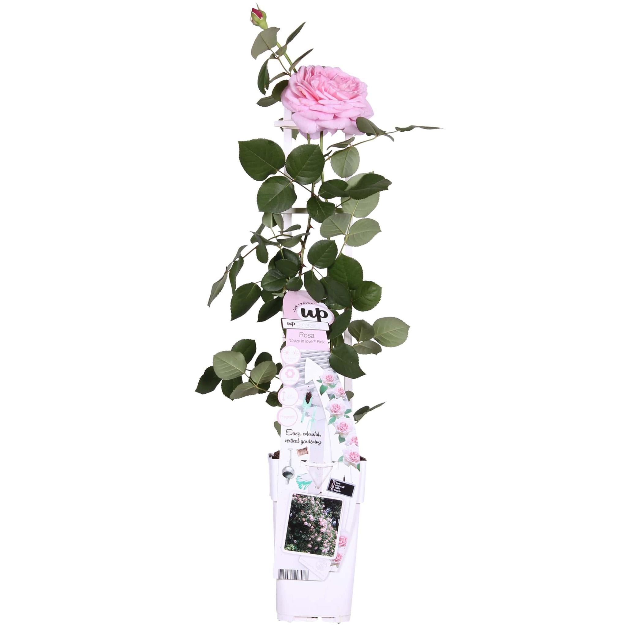 Rosa Verliefd 'Pink' - Roze Roos