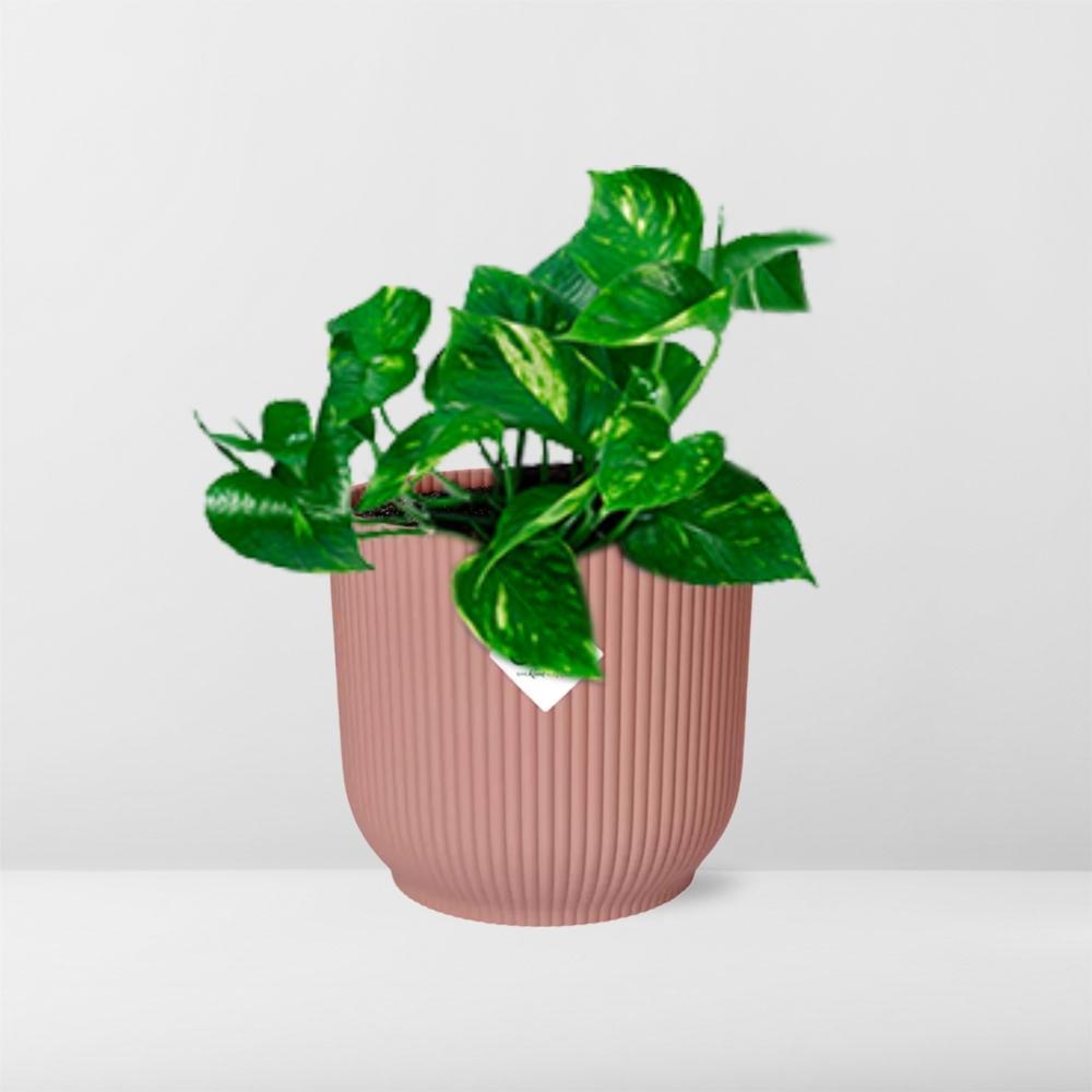 Epipremnum Pinnatum 'Aureum' in ELHO Vibes Fold 14cm roze