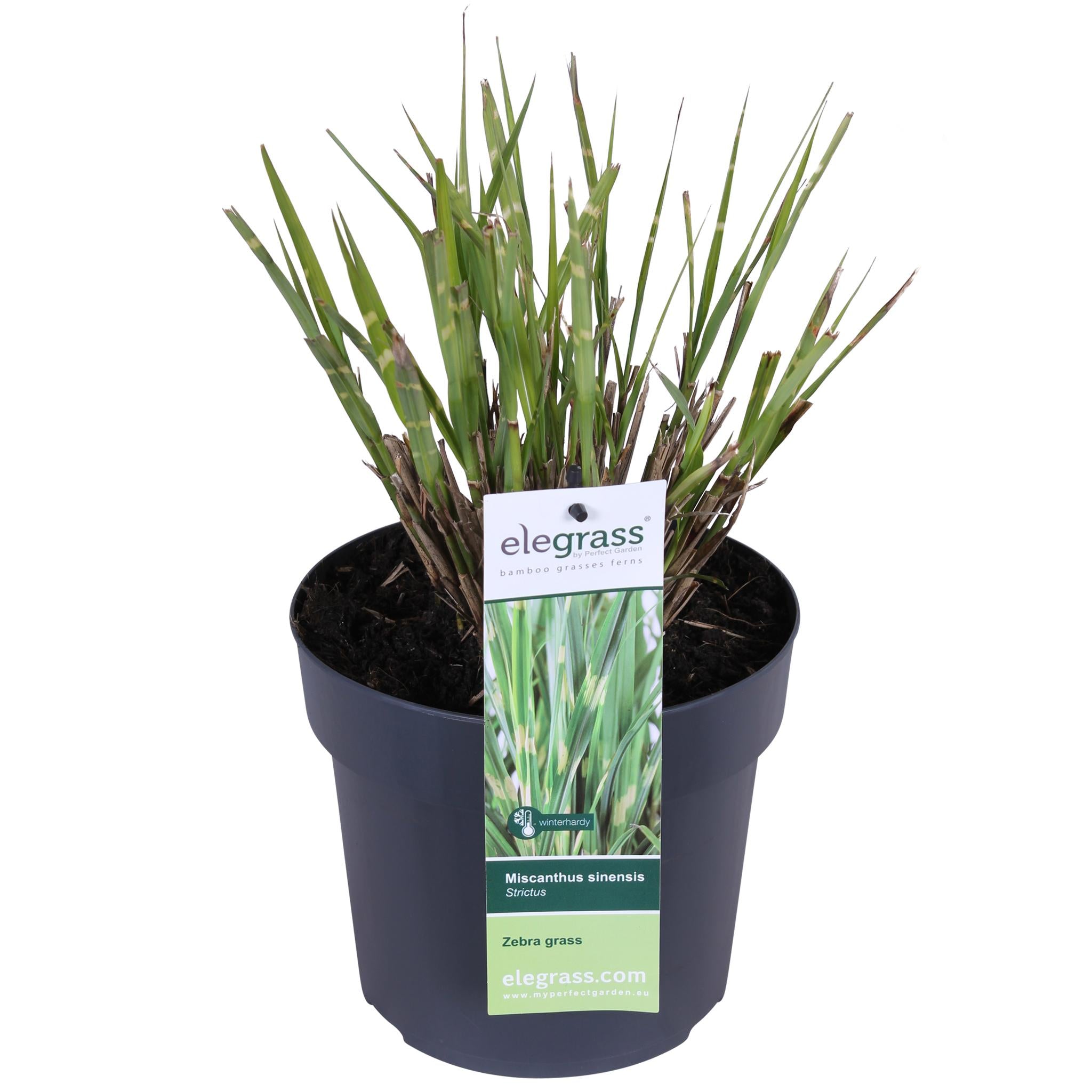 Miscanthus sinensis Strictus - Ø19 -?50cm