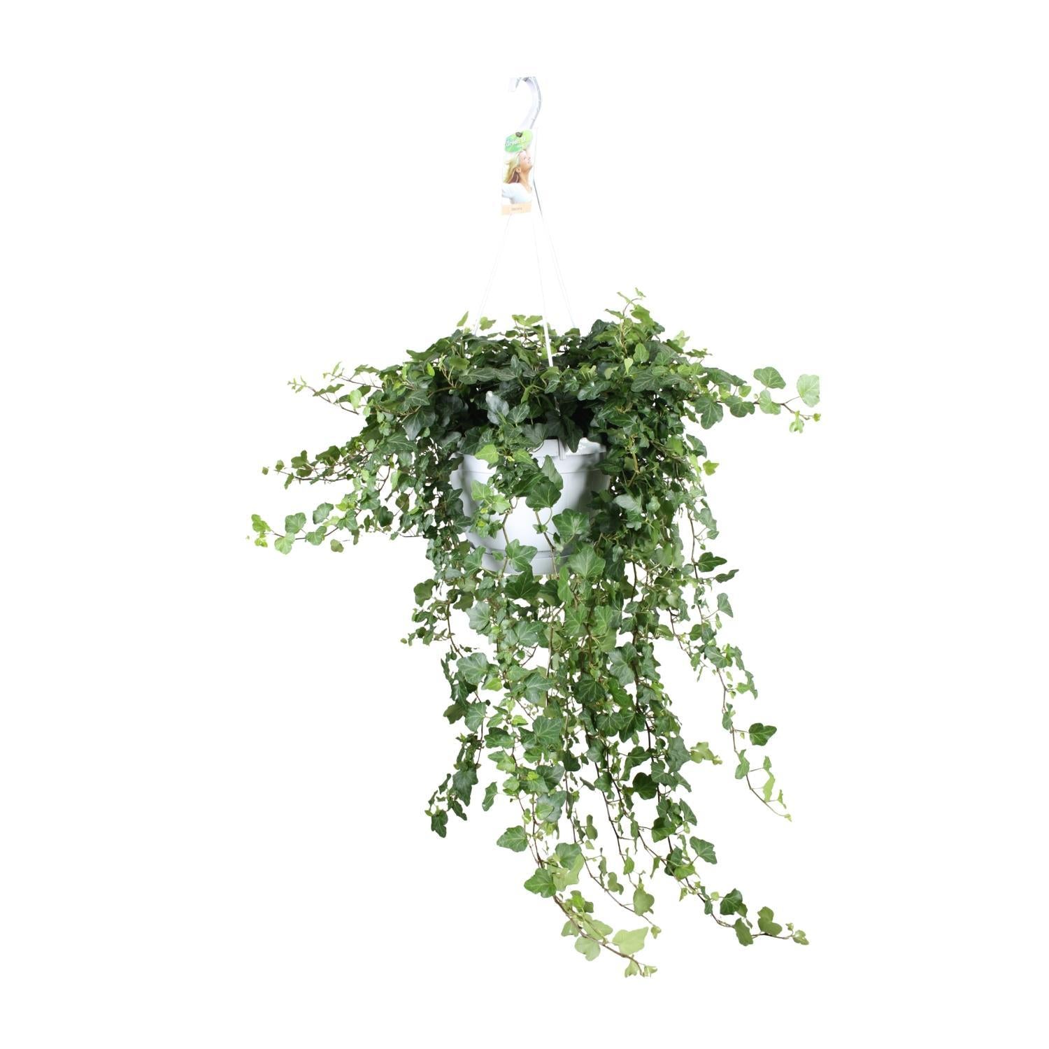 Hedera Helix Wonder - Ø24 - ?70cm