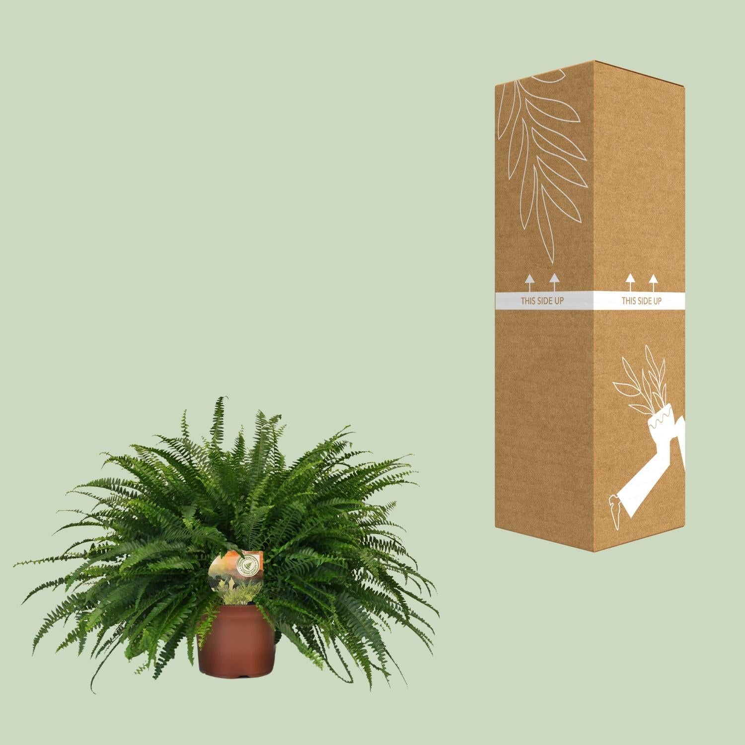 Nephrolepis Groene Dame - Ø19cm - ↕60cm