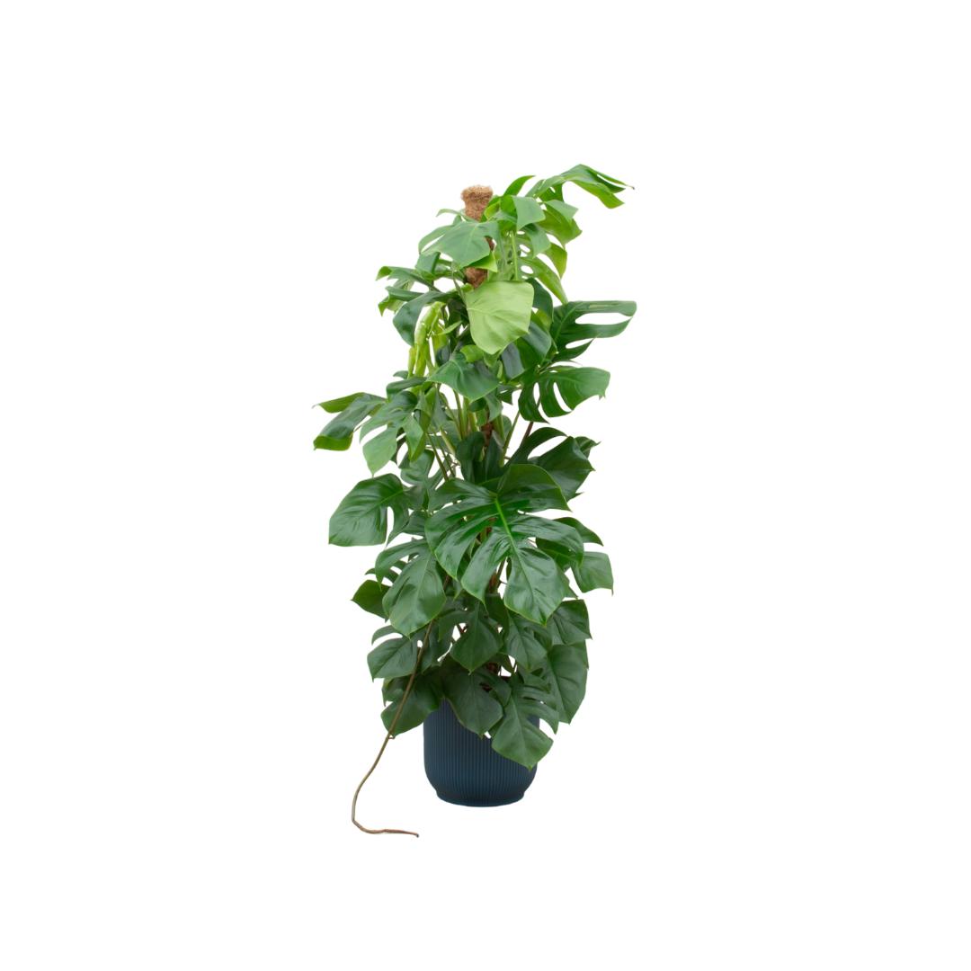 Combideal - Monstera Pertusum XL inclusief elho Vibes Fold Round blauw Ø30 - 150 cm