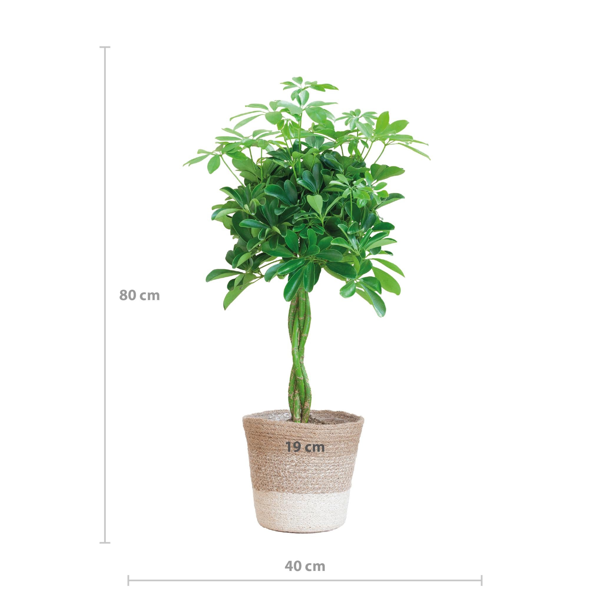 Schefflera Arab Nora met Mand Lissabon wit - 80cm - Ø19