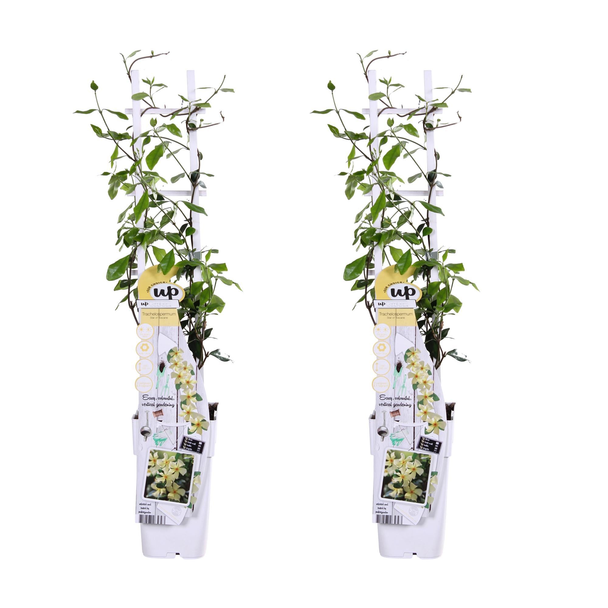 2x - Trachelospermum 'Ster van Toscane' - ?65cm - Ø15