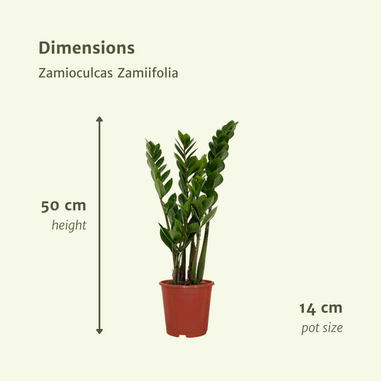 2x Zamioculcas Zamiifolia - Smaragdpalm - 50cm - ø14