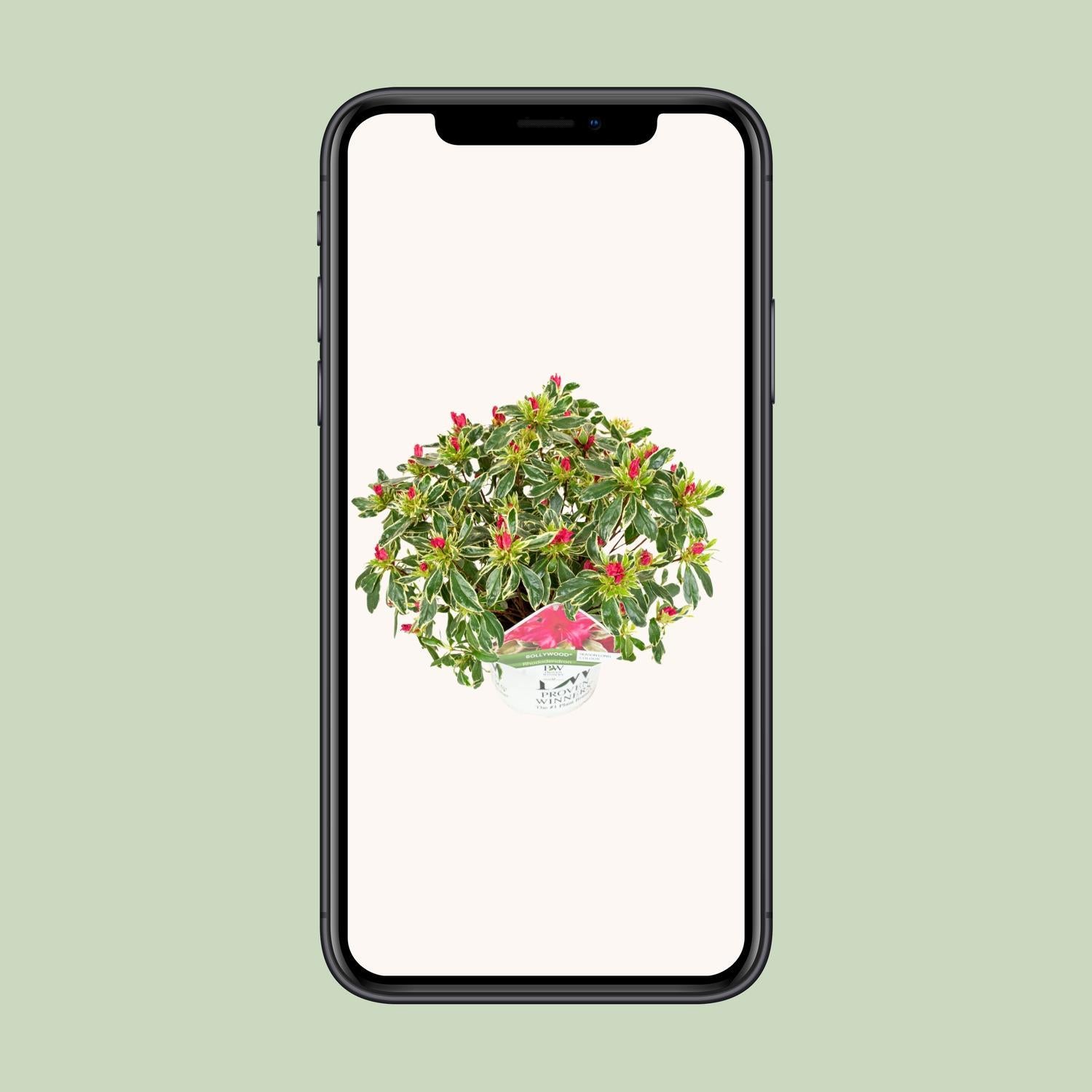 Rhododendron 'Bollywood'® - ?30cm - Ø19cm