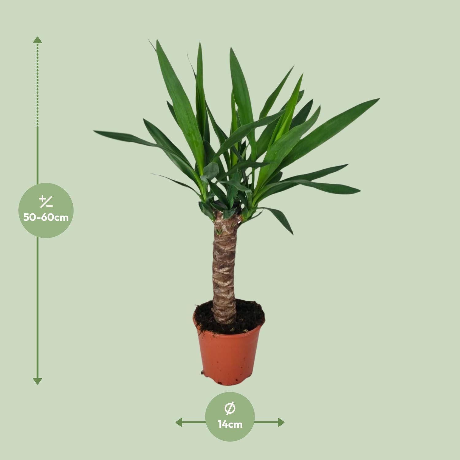 Yucca-Ø14cm - ↕60cm