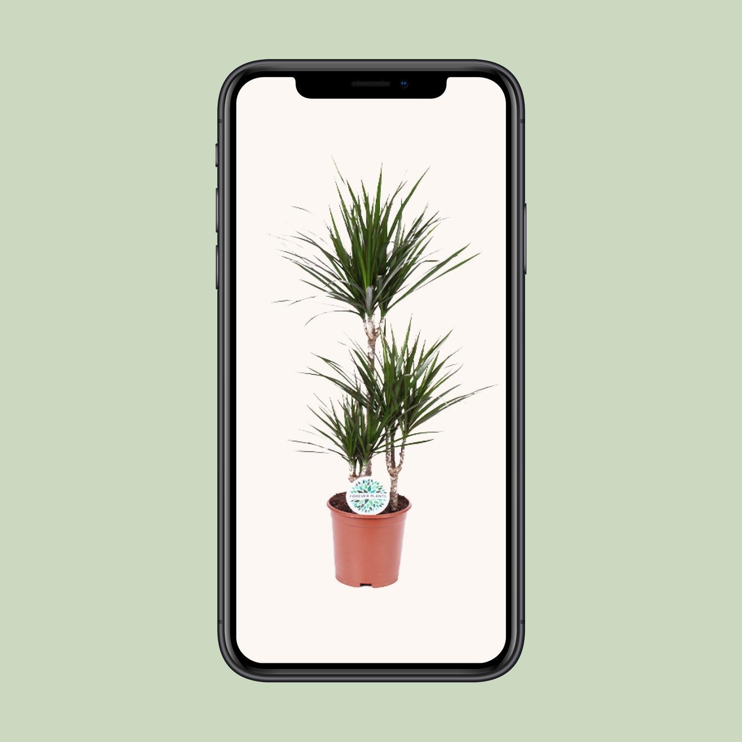 Dracaena Marginata - Ø21 - ?115cm