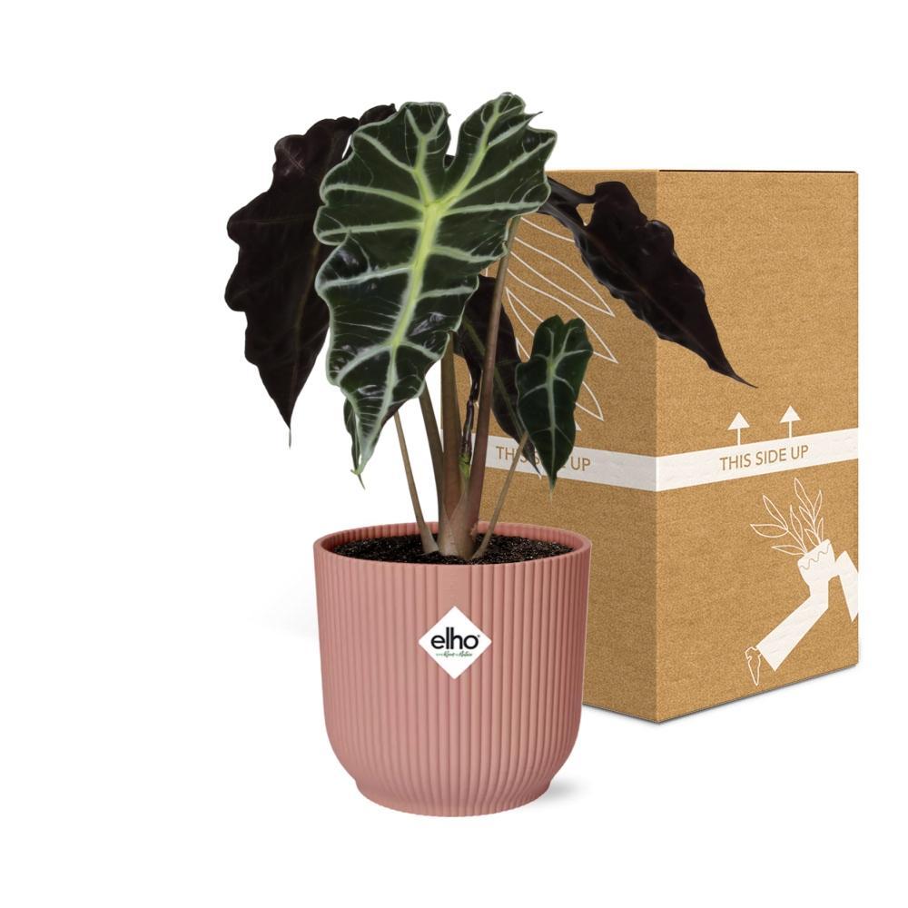 Alocasia 'Polly' in ELHO Vibes Fold 14cm roze