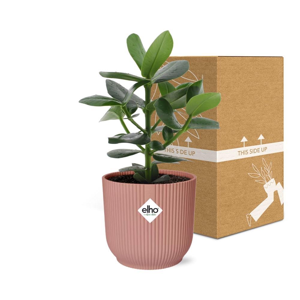 Clusia Princess in ELHO Vibes Fold 14cm roze