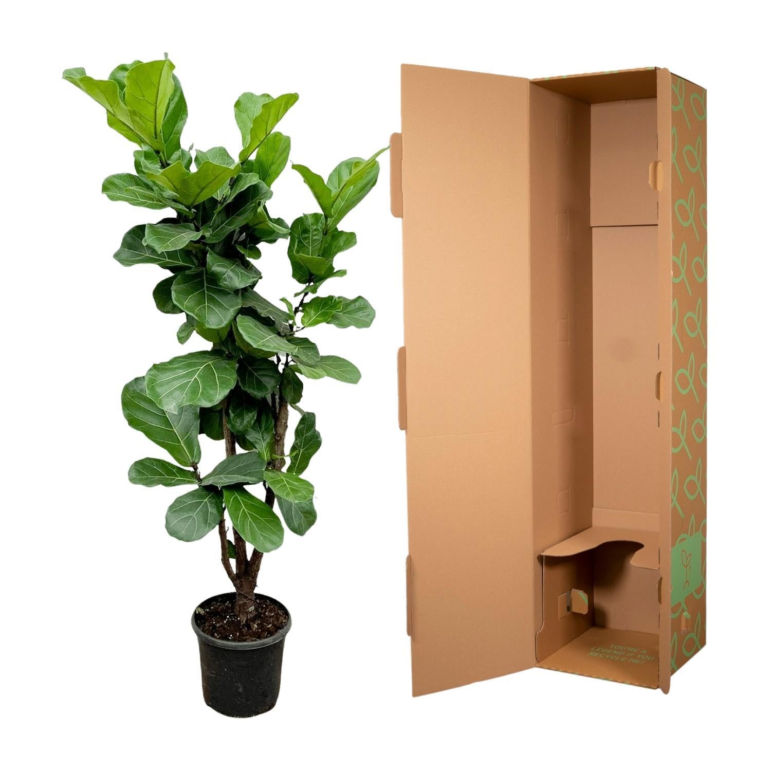 Ficus Lyrata vertakt - 180cm - ?30