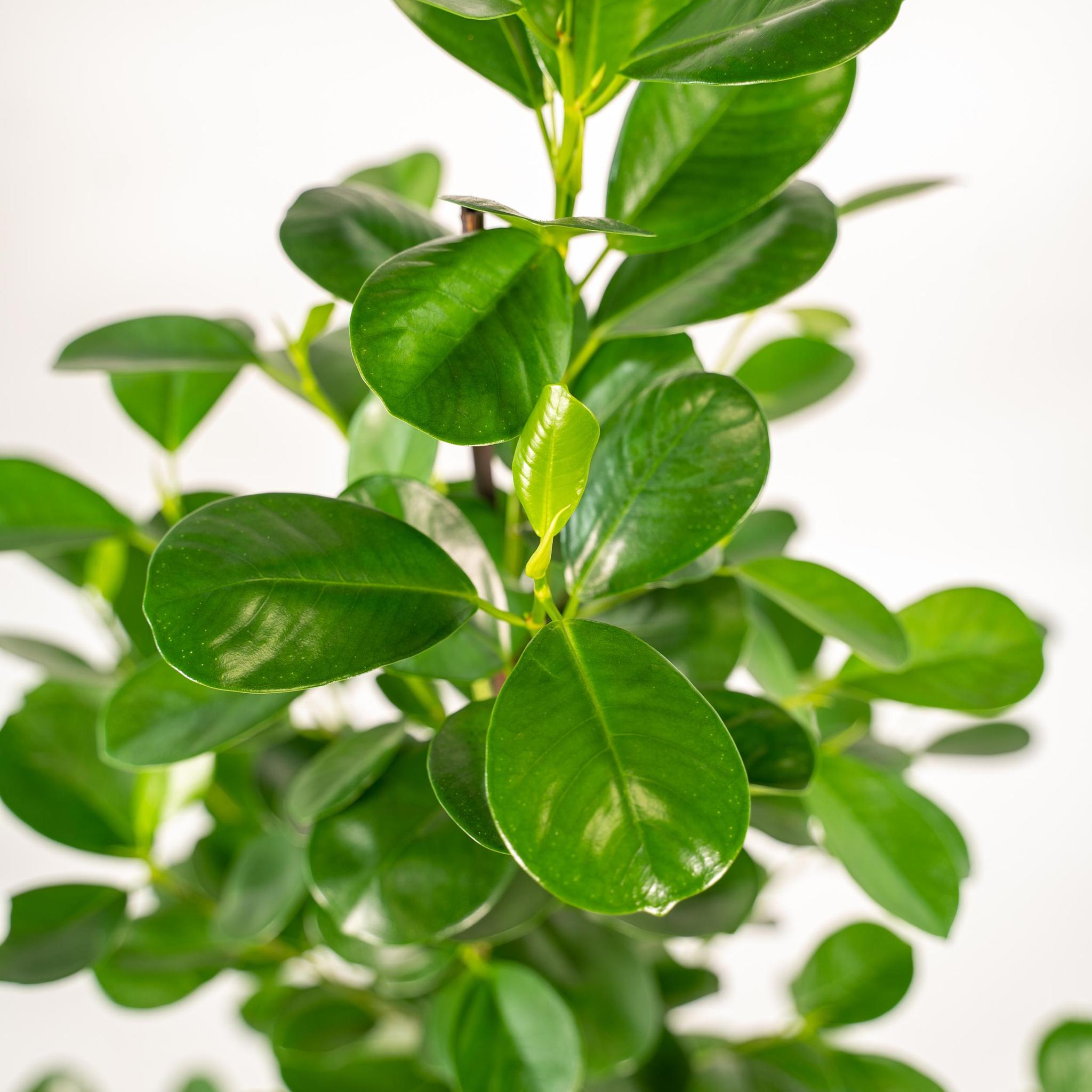 Ficus microcarpa Moclame - Ø21cm - ↕95cm + Topf Mayk Gold