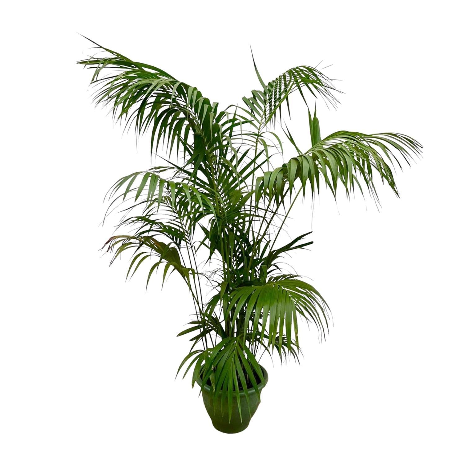 Kentiapalm XXL - 260cm - ø35