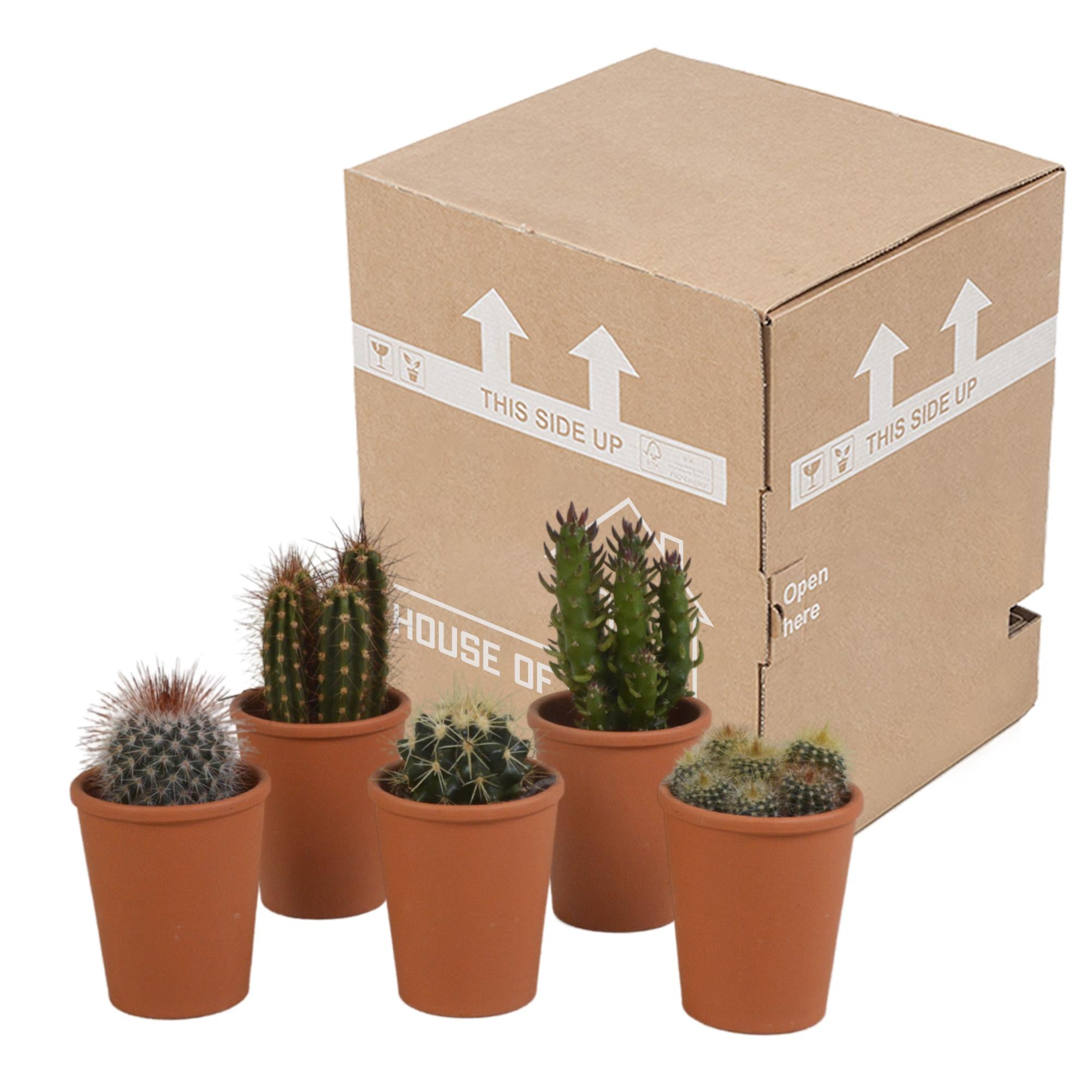 Cactusmix 5,5 cm - 5x - in terracotta pot