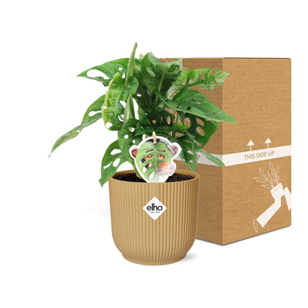 Monstera 'Monkey Leaf' in ELHO Vibes Fold 14cm geel