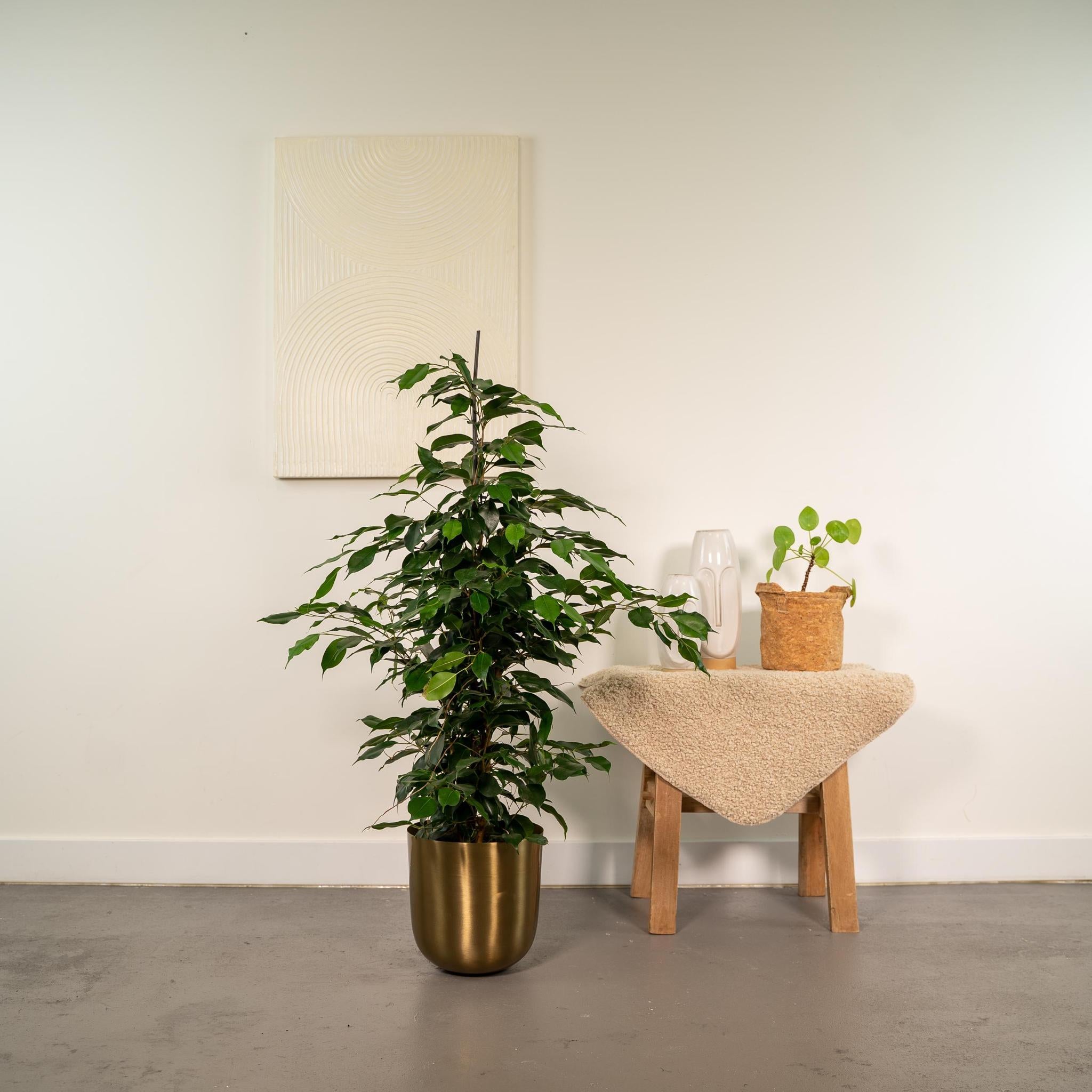 Ficus benjamina Danielle - Ø21cm - ↕95cm + Topf Mayk Gold