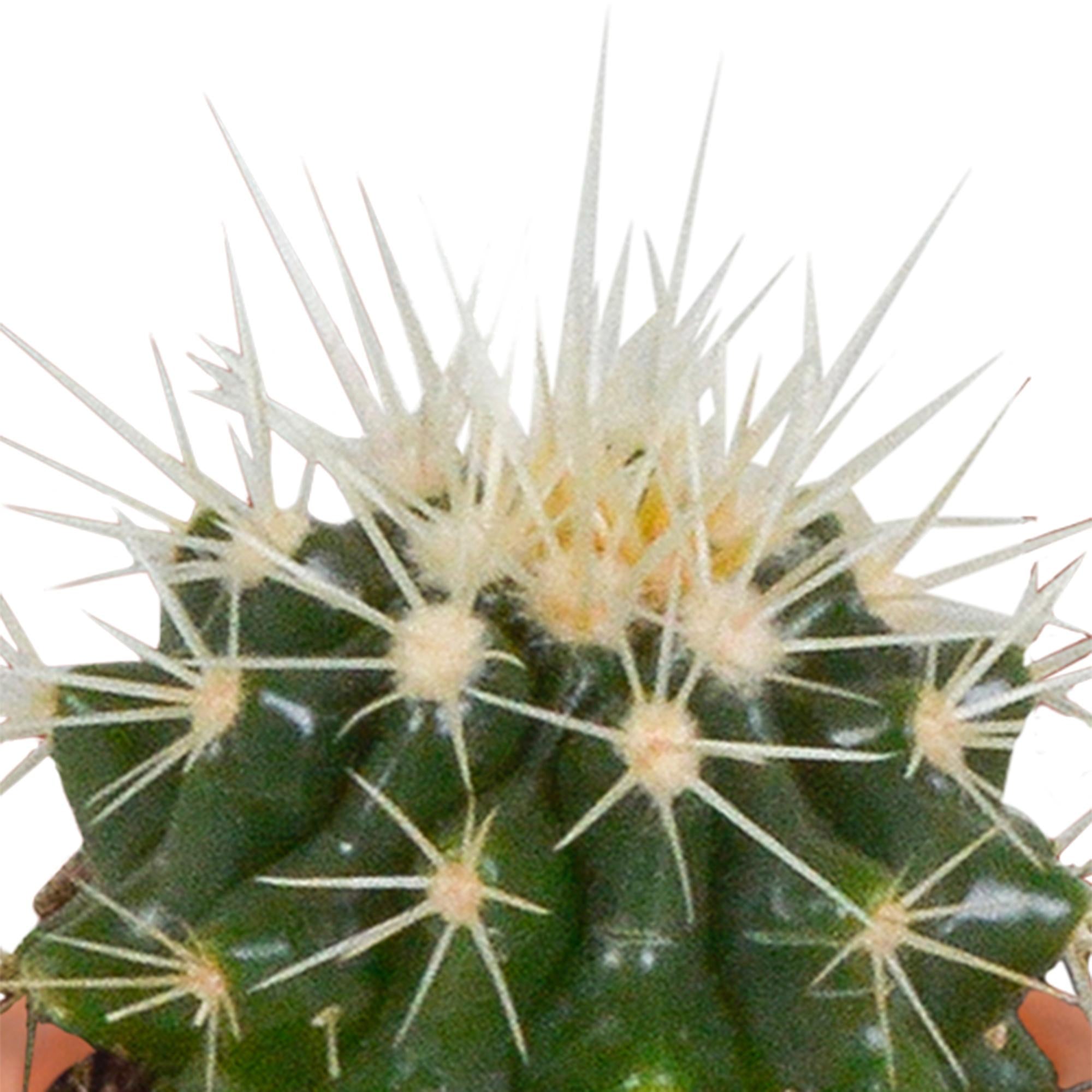 Cactus en vetplantenmix 5,5 cm | 15 stuks - zonder pot