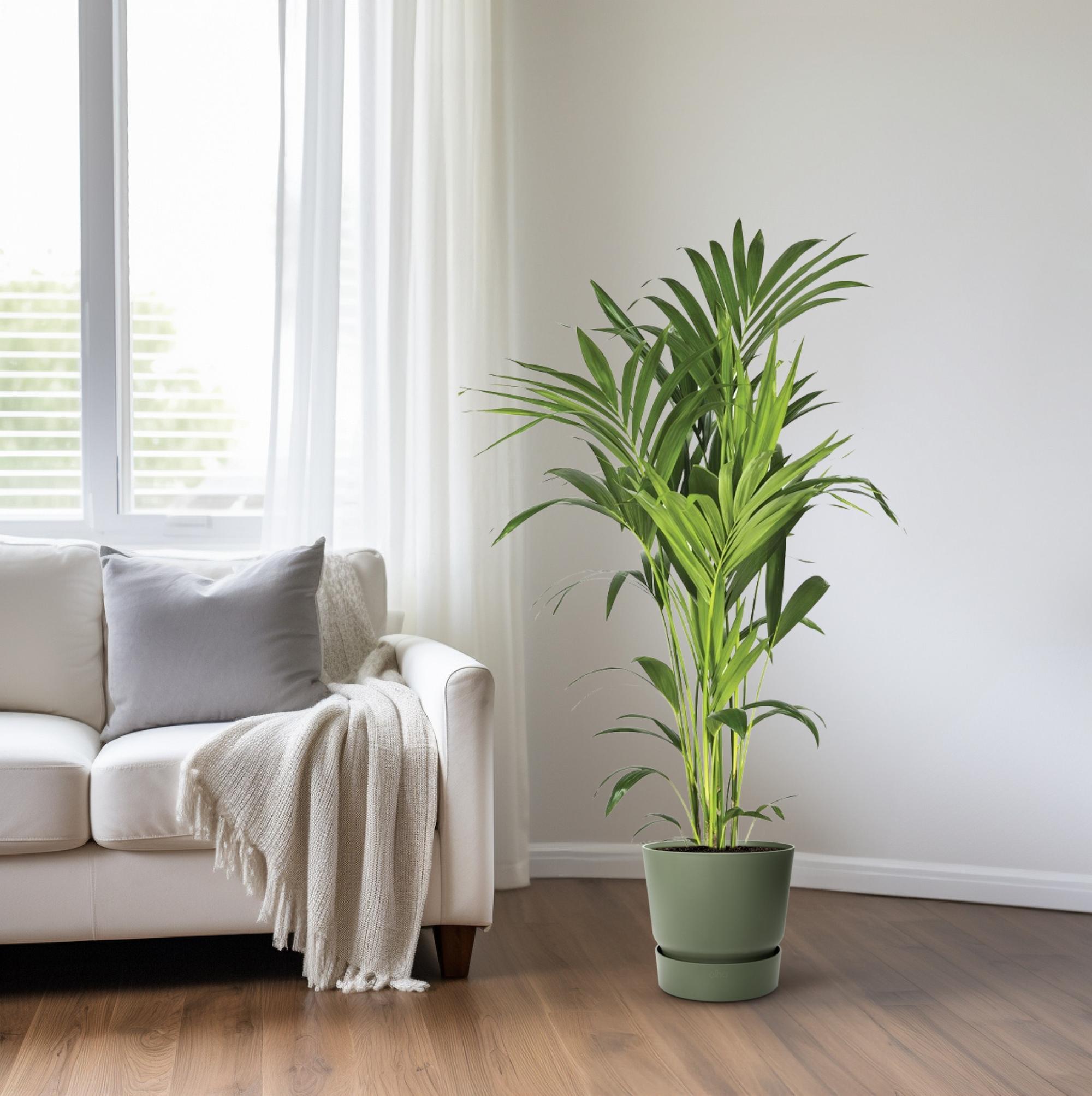 Howea Forsteriana - Ø21 ↕130