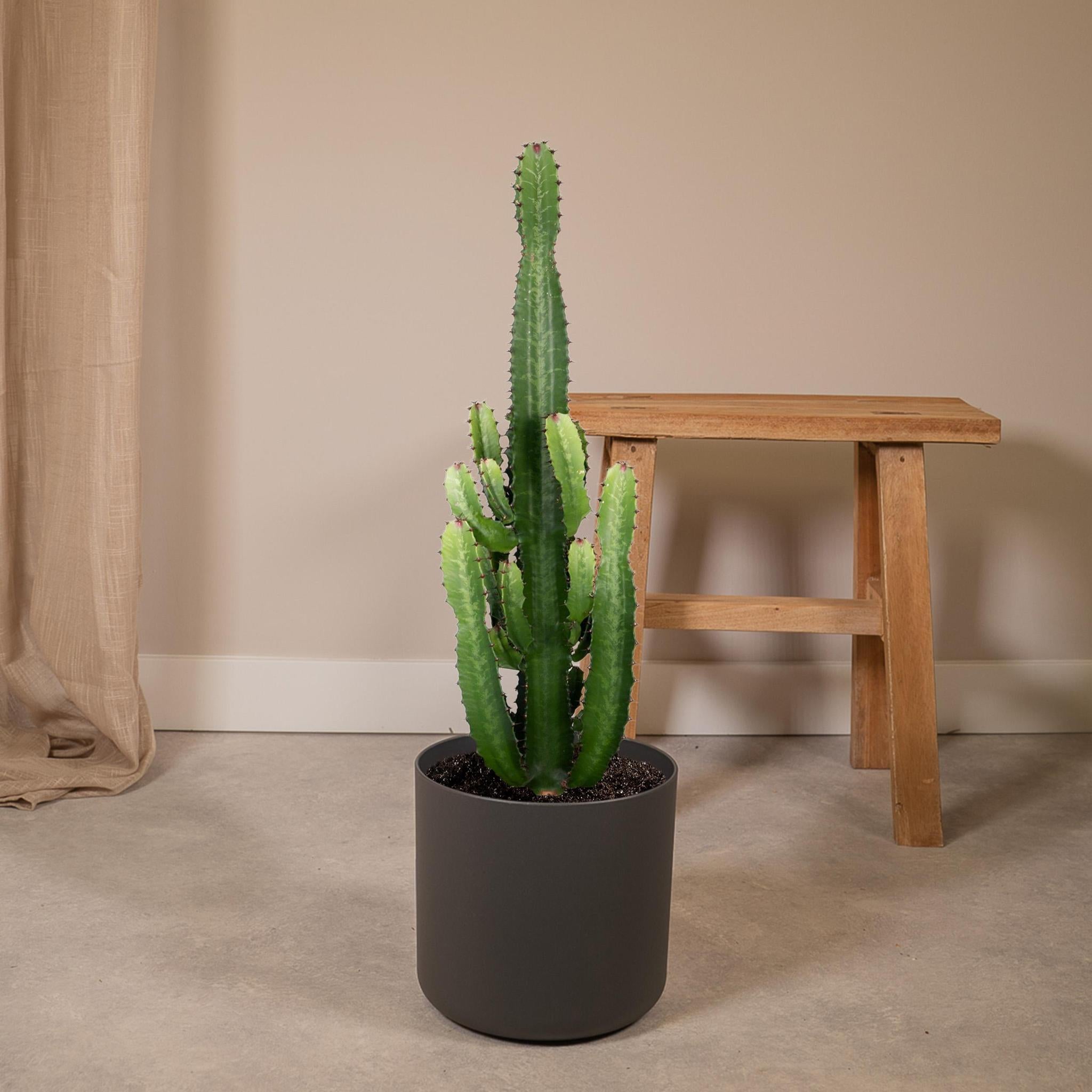 Euphorbia Acrurensis - Ø24 - ?60cm