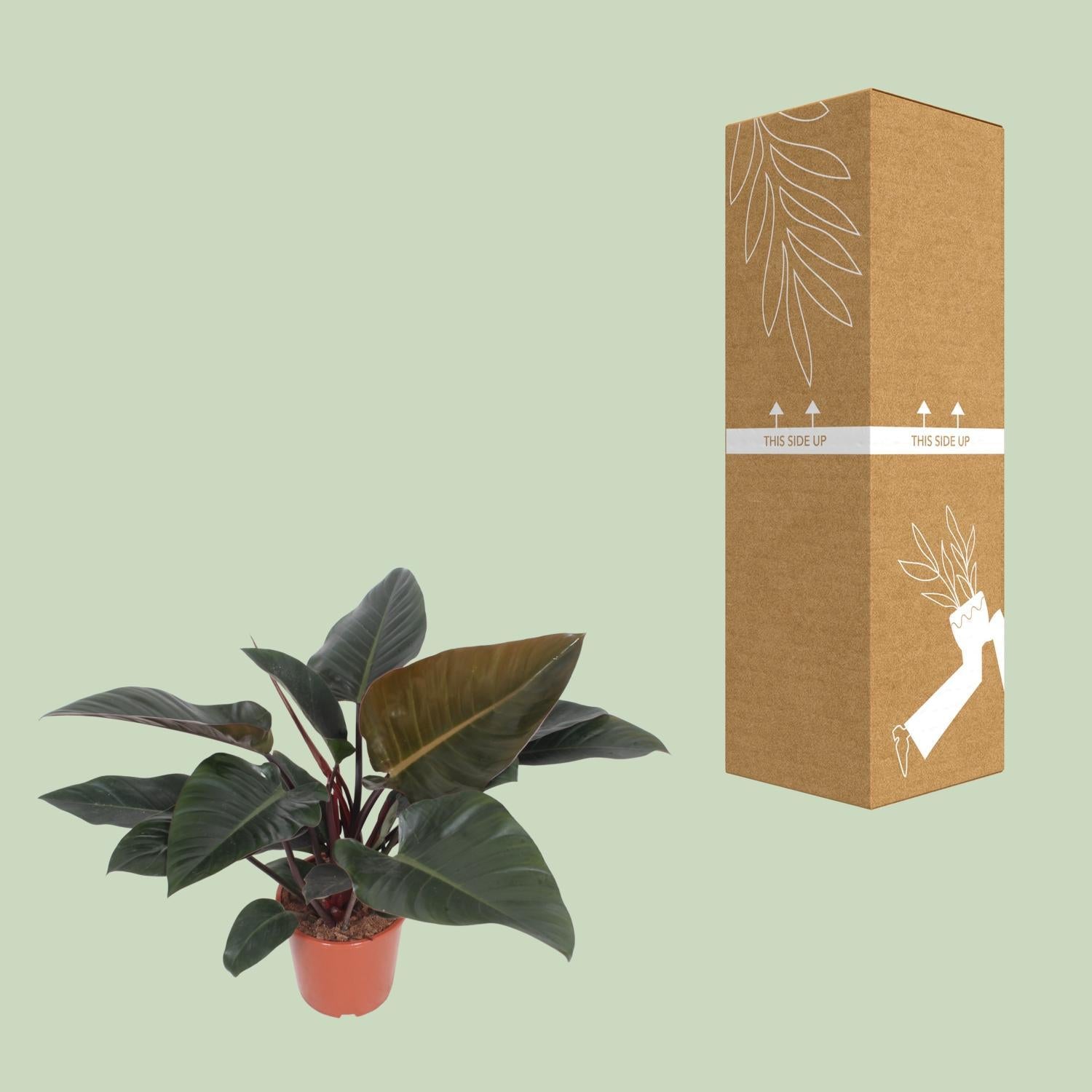 Philodendron Congo Rood - Ø27cm - ↕80cm