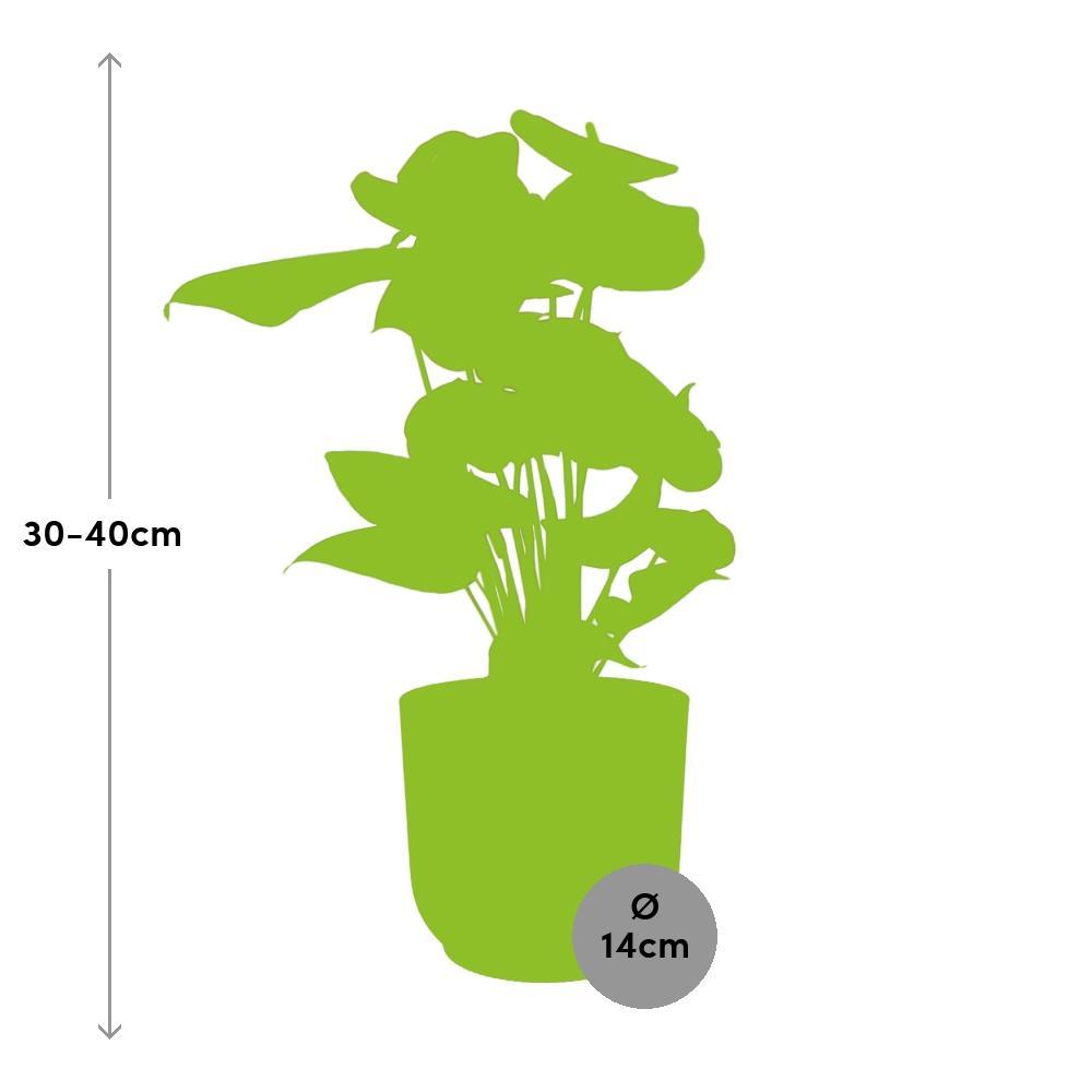 Anthurium Rood 12cm in ELHO Vibes Fold 14cm roze