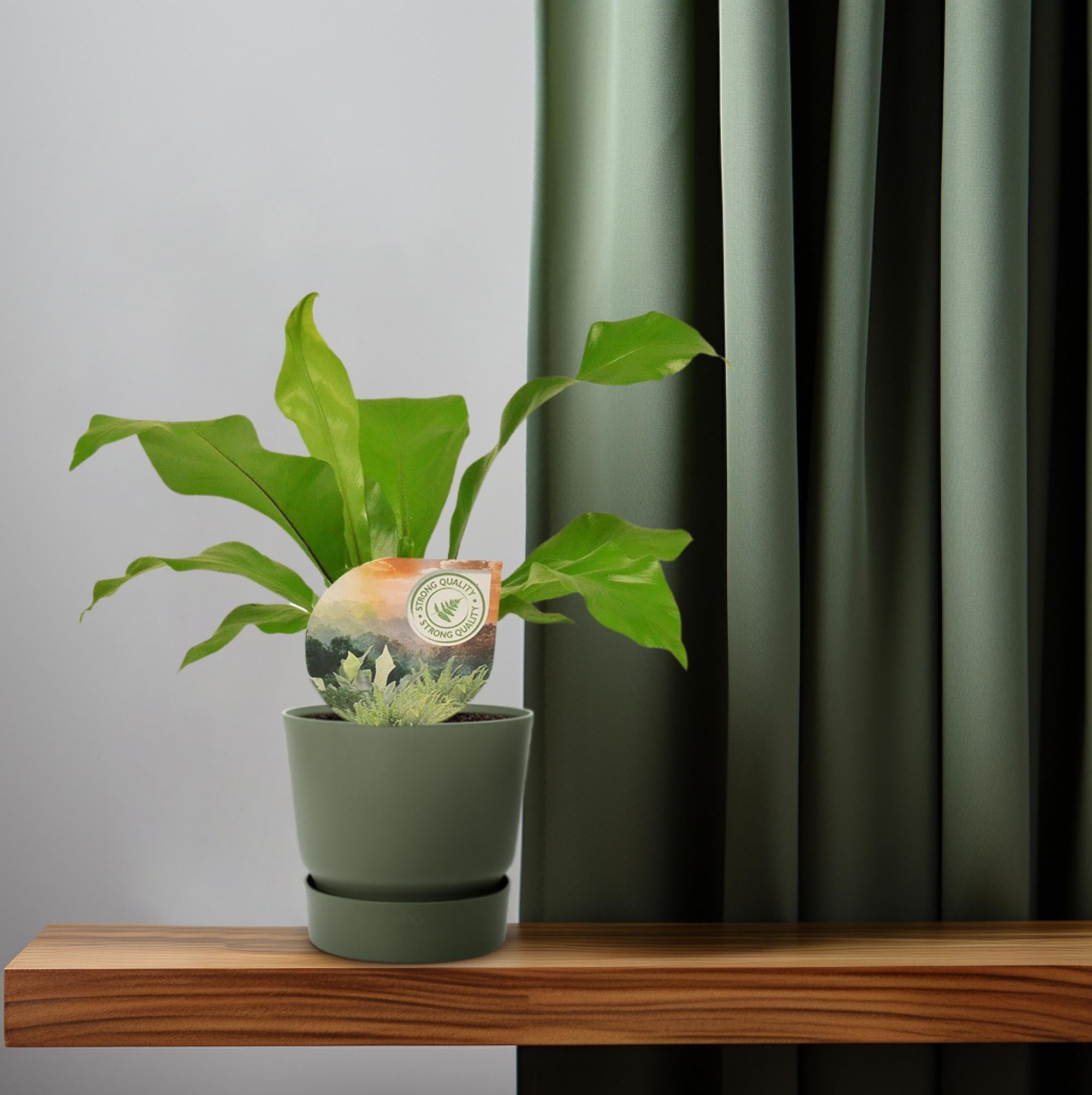 Asplenium Nidus - Ø12cm - ↕35cm