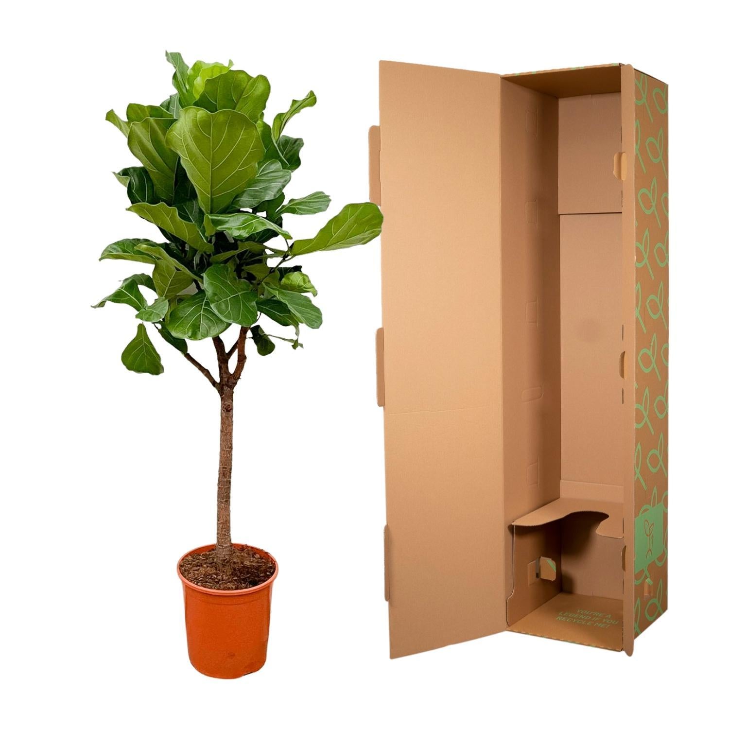 Ficus Lyrata boom - 180cm - ?30