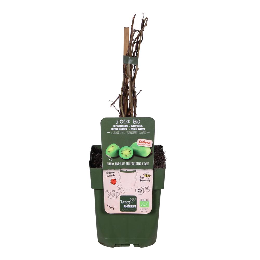 Actinidia arguta 'Issai' - Kiwi's