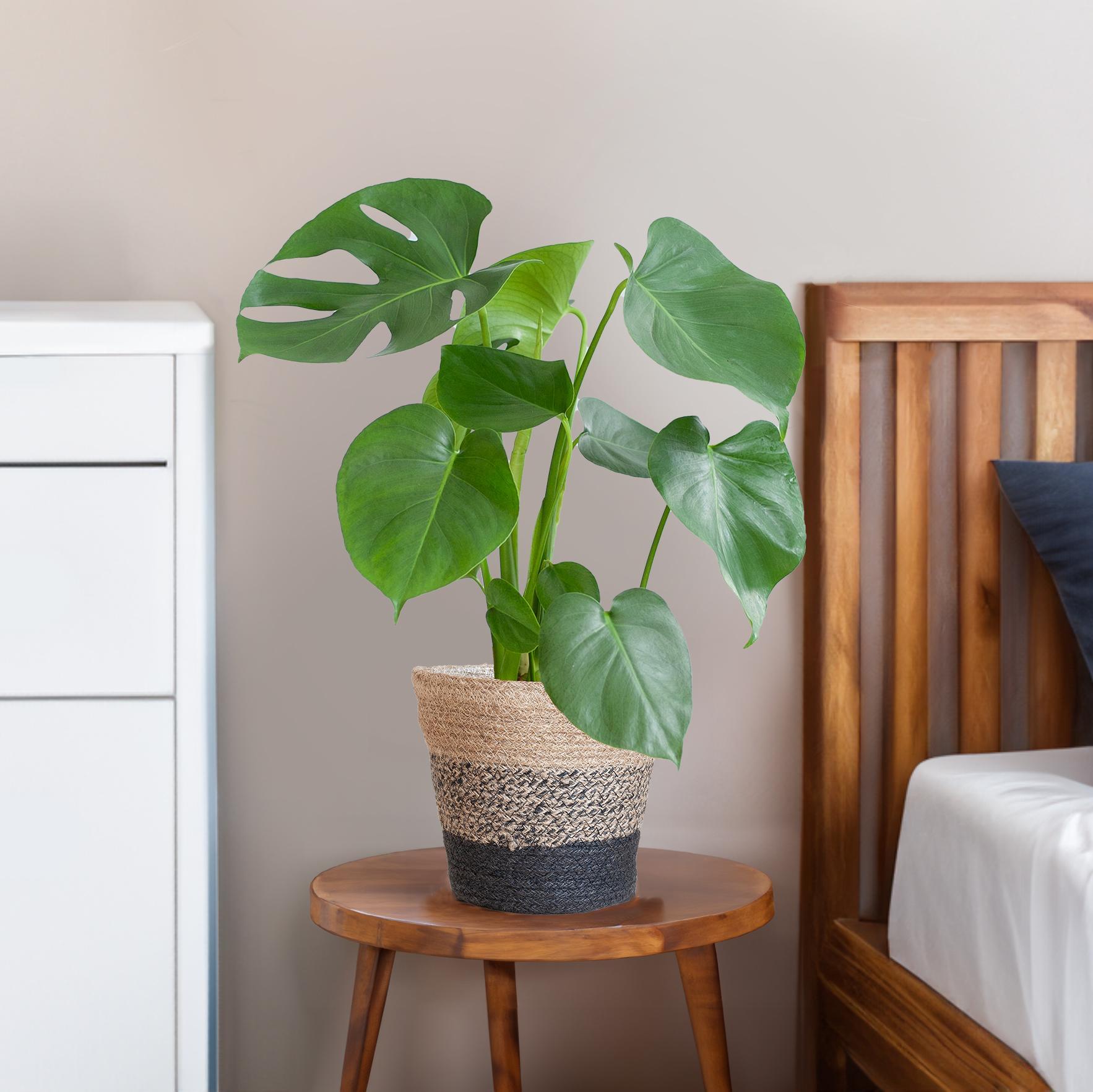 Monstera Deliciosa met Lissabon mand zwart - 50cm - Ø17