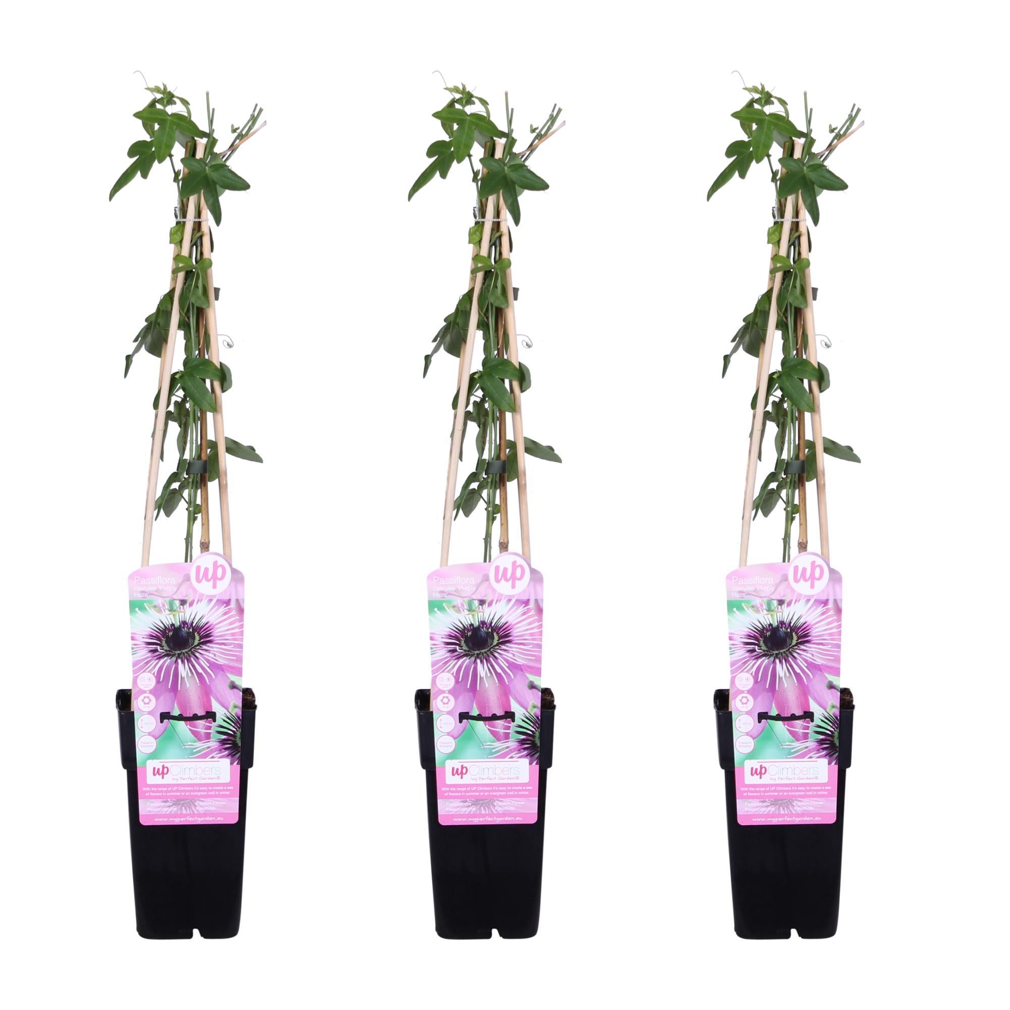3x - Passiflora 'Purple Haze' - ?65cm - Ø15
