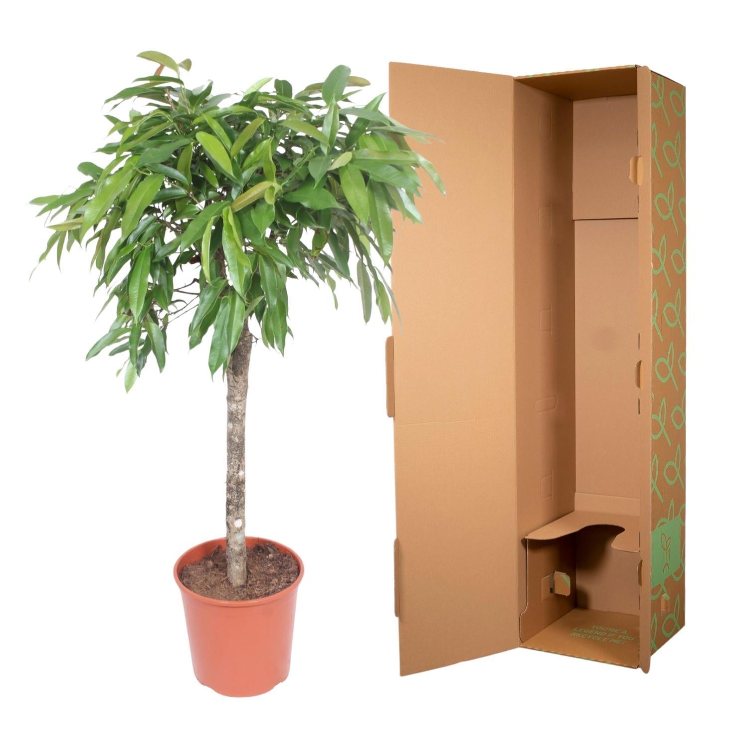 Ficus Amstel Koning - 140 cm - ø30
