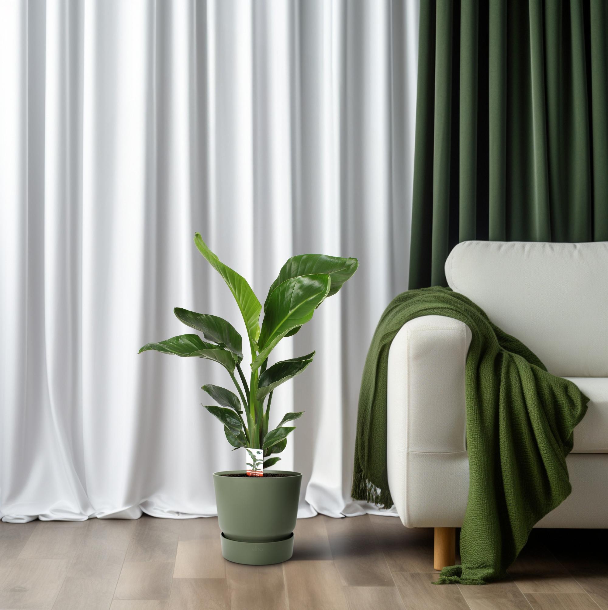 Strelitzia Nicolai 17 cm - Ø17 cm - ↕70 cm