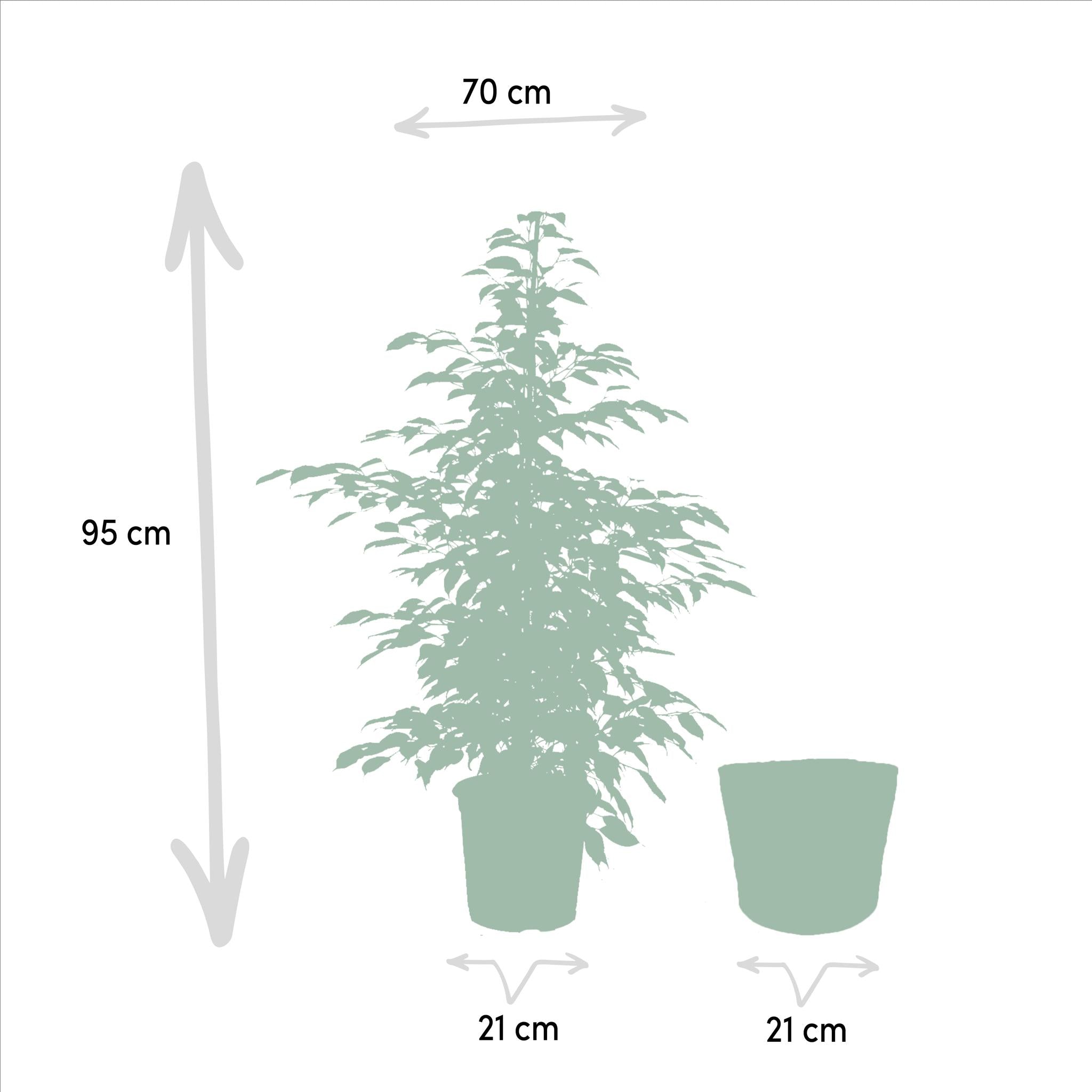 Ficus Benjamina Danielle - Ø21cm - ↕95cm + Ficus Benjamina Twilight - Ø21cm - ↕95cm + Ficus Microcarpa Moclame - Ø21cm - ↕95cm + Mand Selin