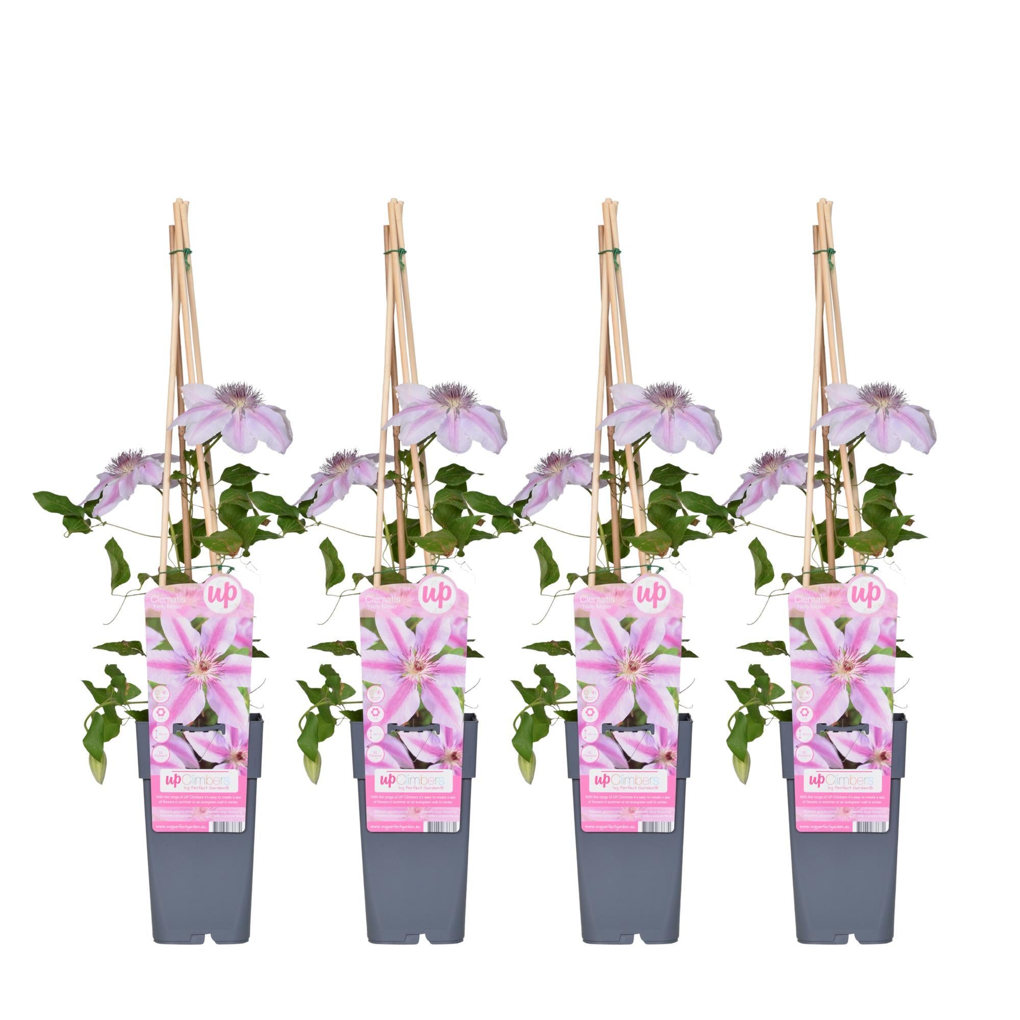 4x - Clematis Nelly Moser - ?65cm - Ø15