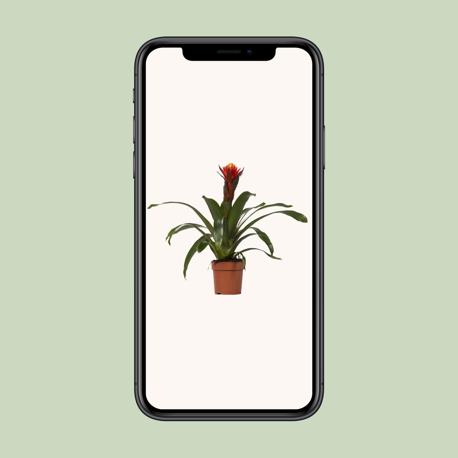 Guzmania Geluk - Ø12 ↕45