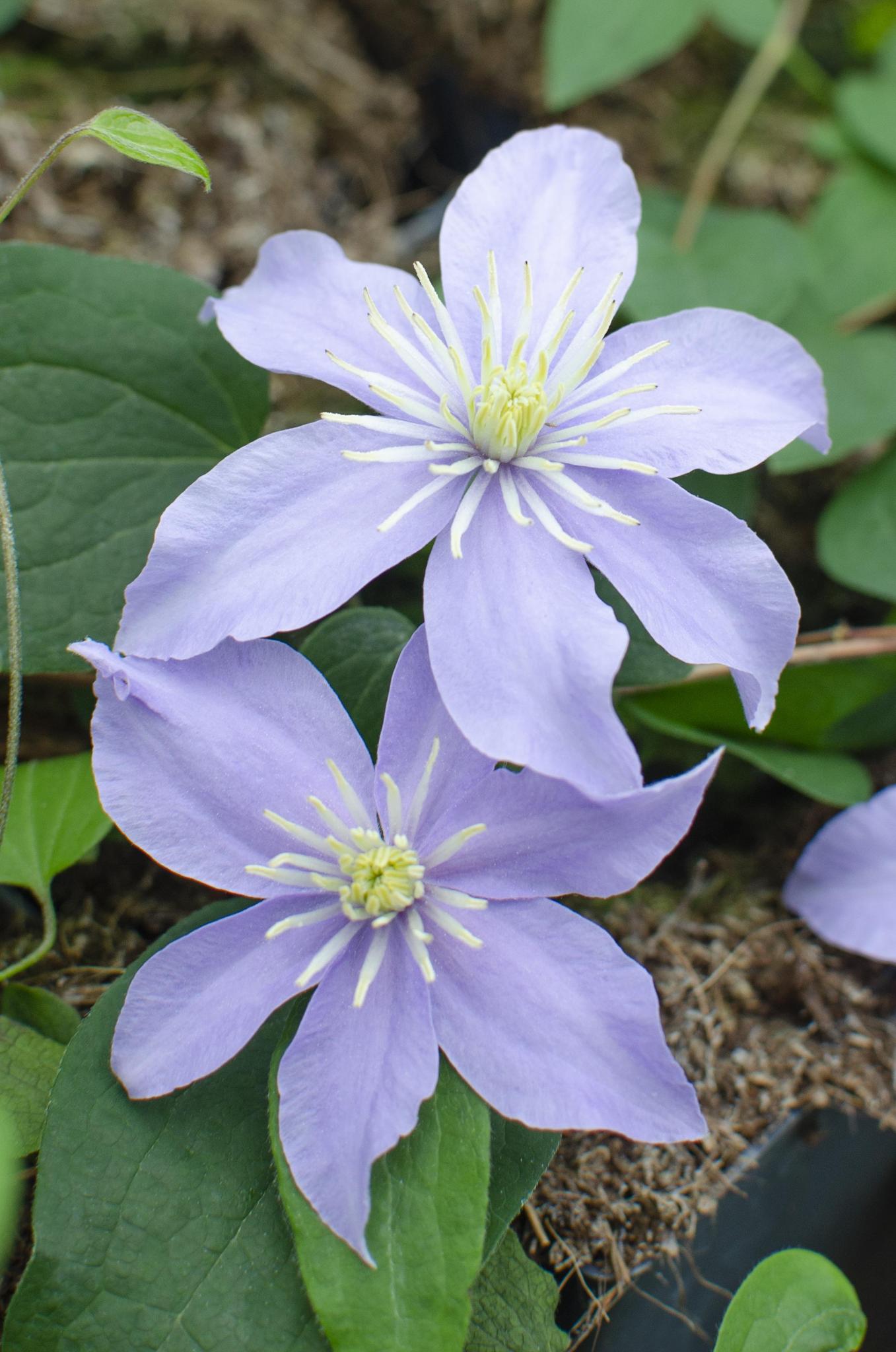 4x - Clematis Justa - ?65cm - Ø15