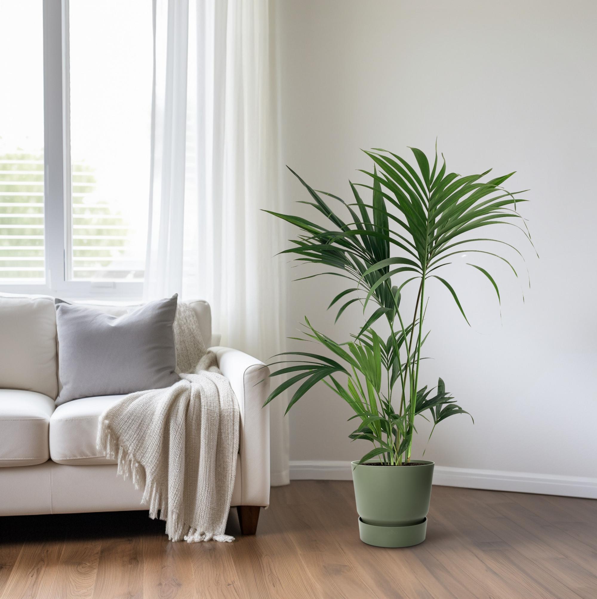 Howea Forsteriana - Ø24cm - ↕130cm