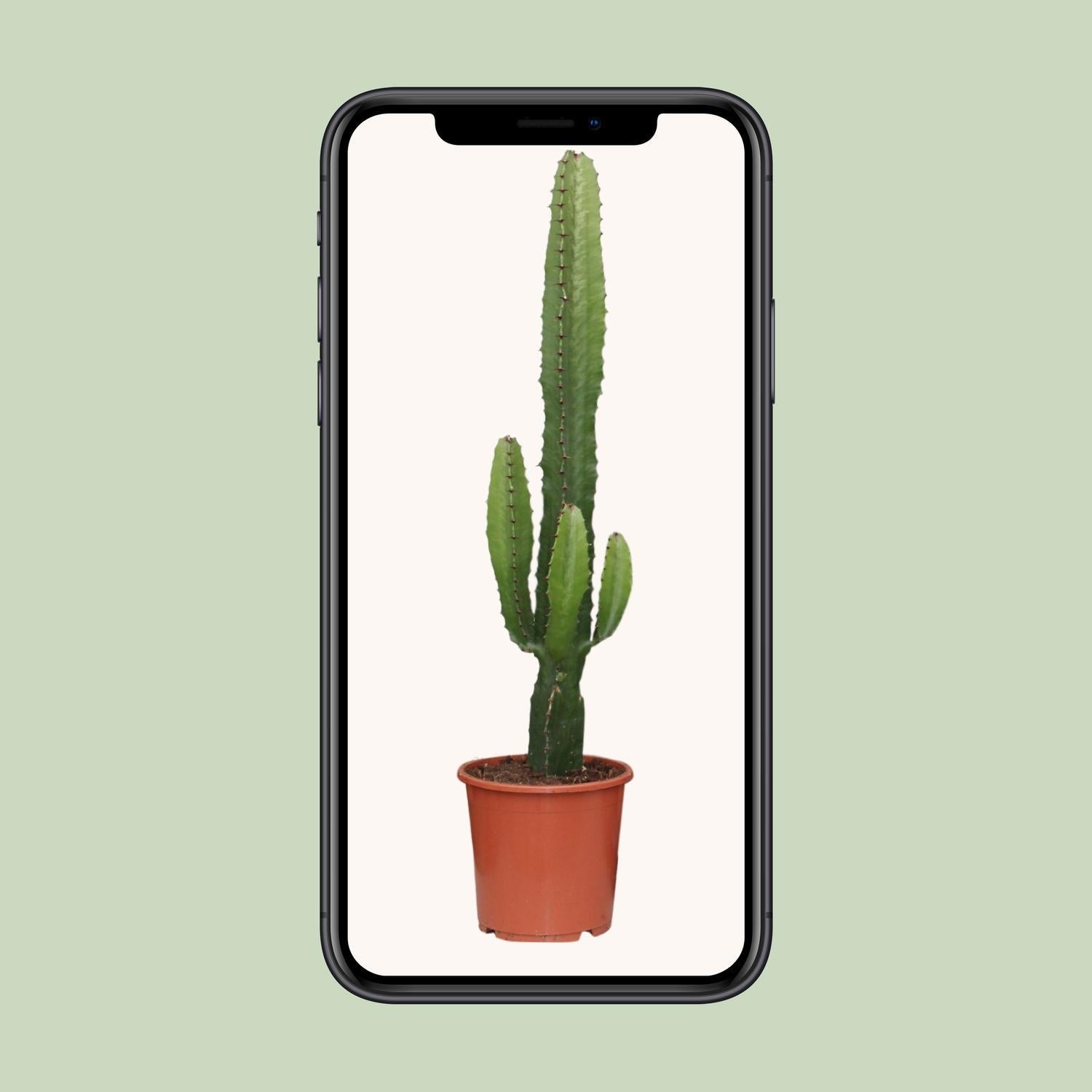 Euphorbia Acrurensis - Ø17 - ?50cm