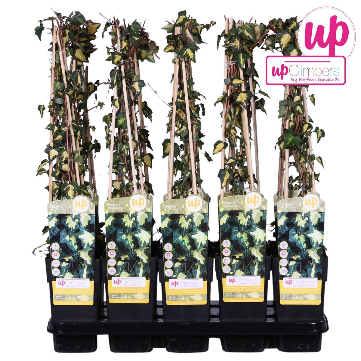 Hedera helix 'Goldheart' - Klimop Geel-groen