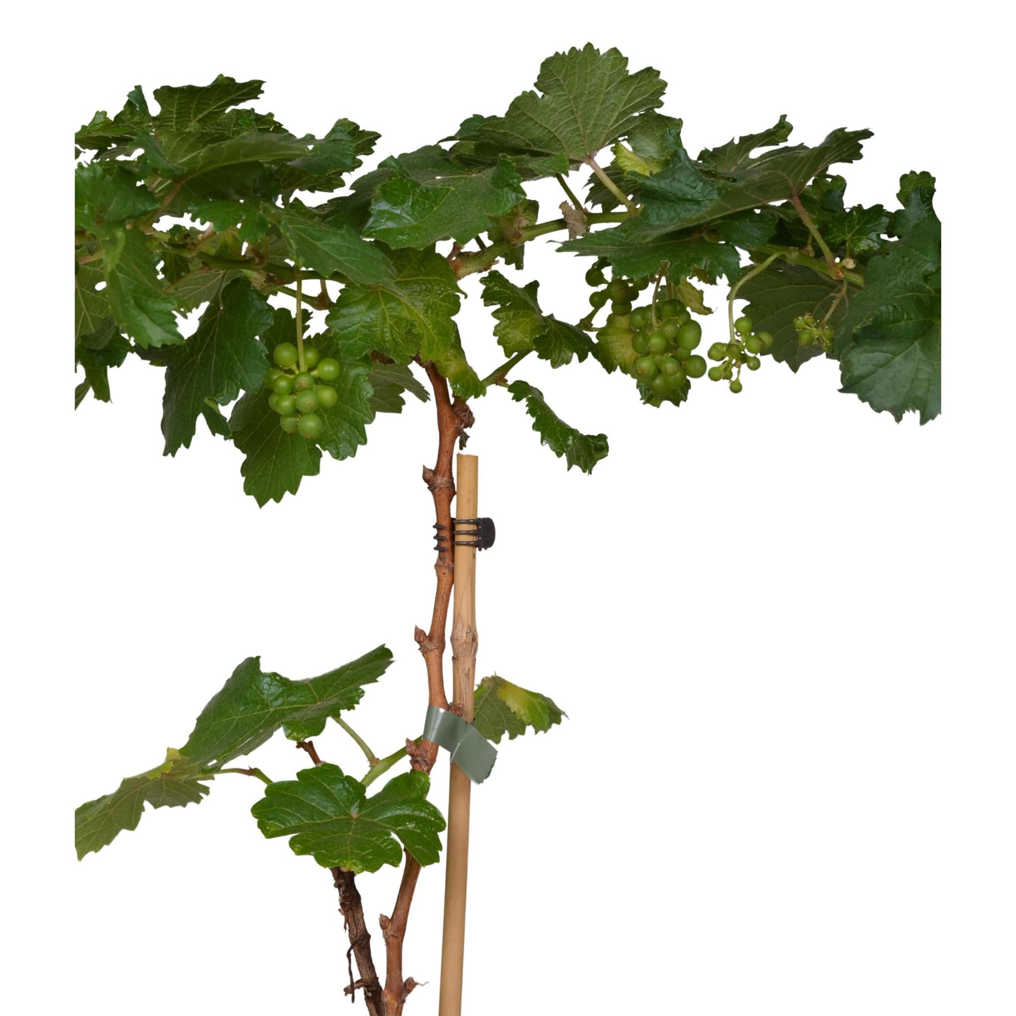 3x - Vitis Pixie 'Riesling' - ?30cm - Ø14