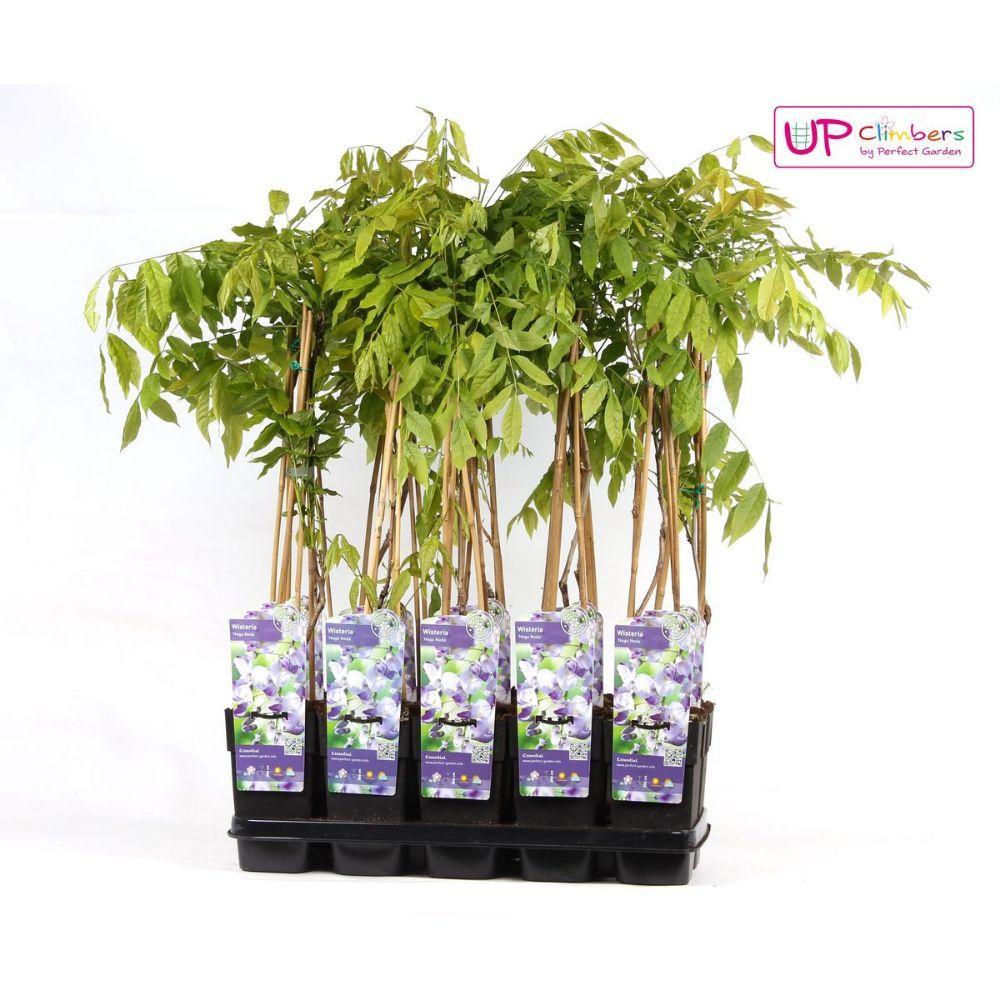 Blauweregen floribunda 'Naga Noda' - Paarse regen