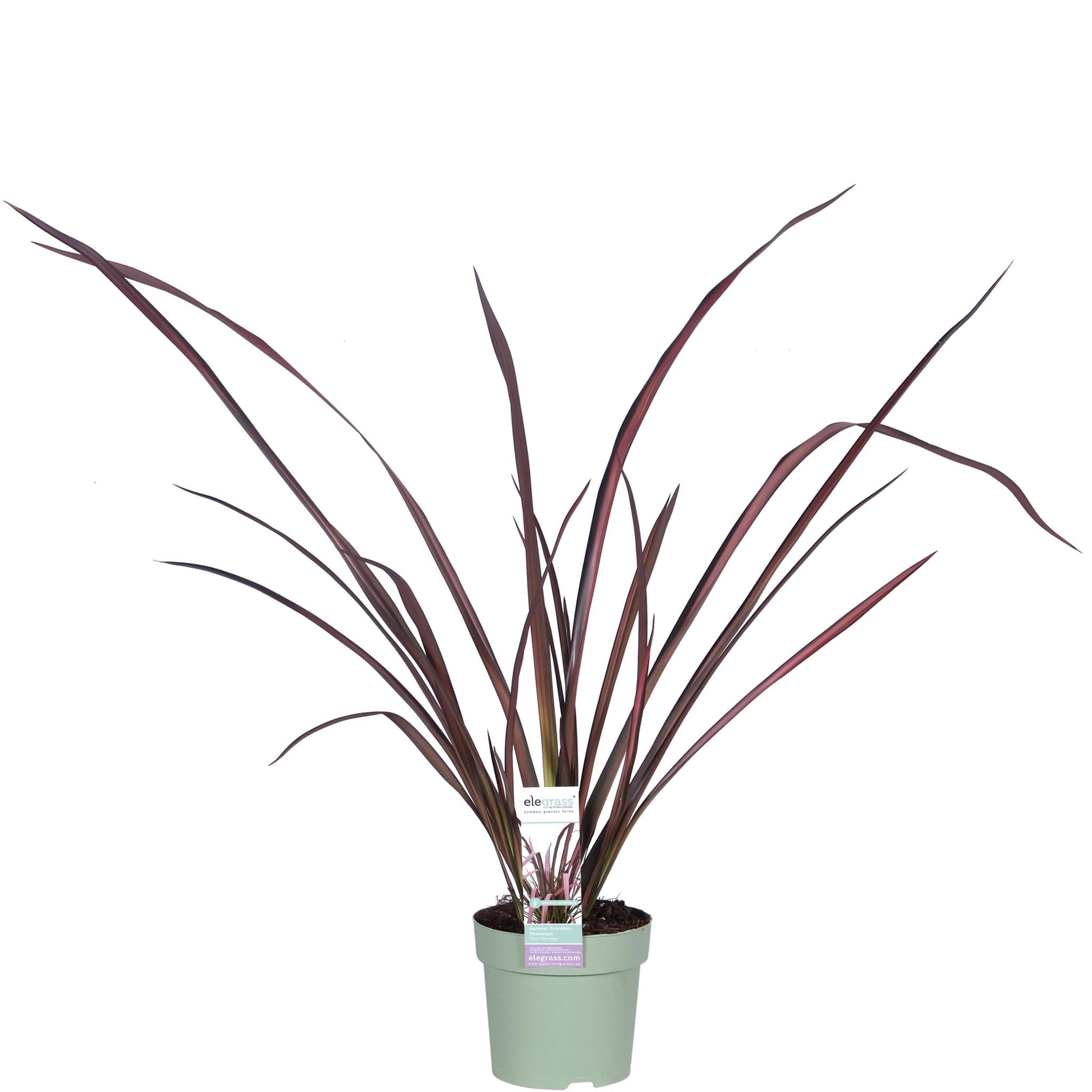 Phormium 'Roze Flamingo' - ?50cm - Ø14