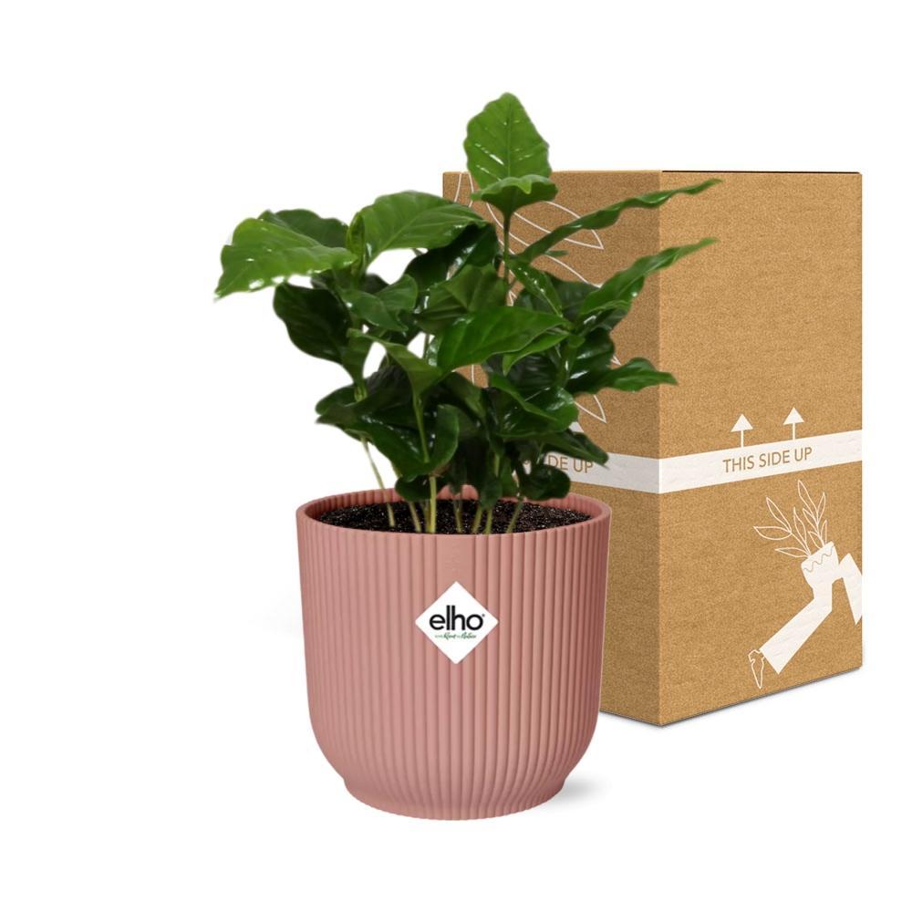 Koffie Arabica in ELHO Vibes Fold 14cm roze