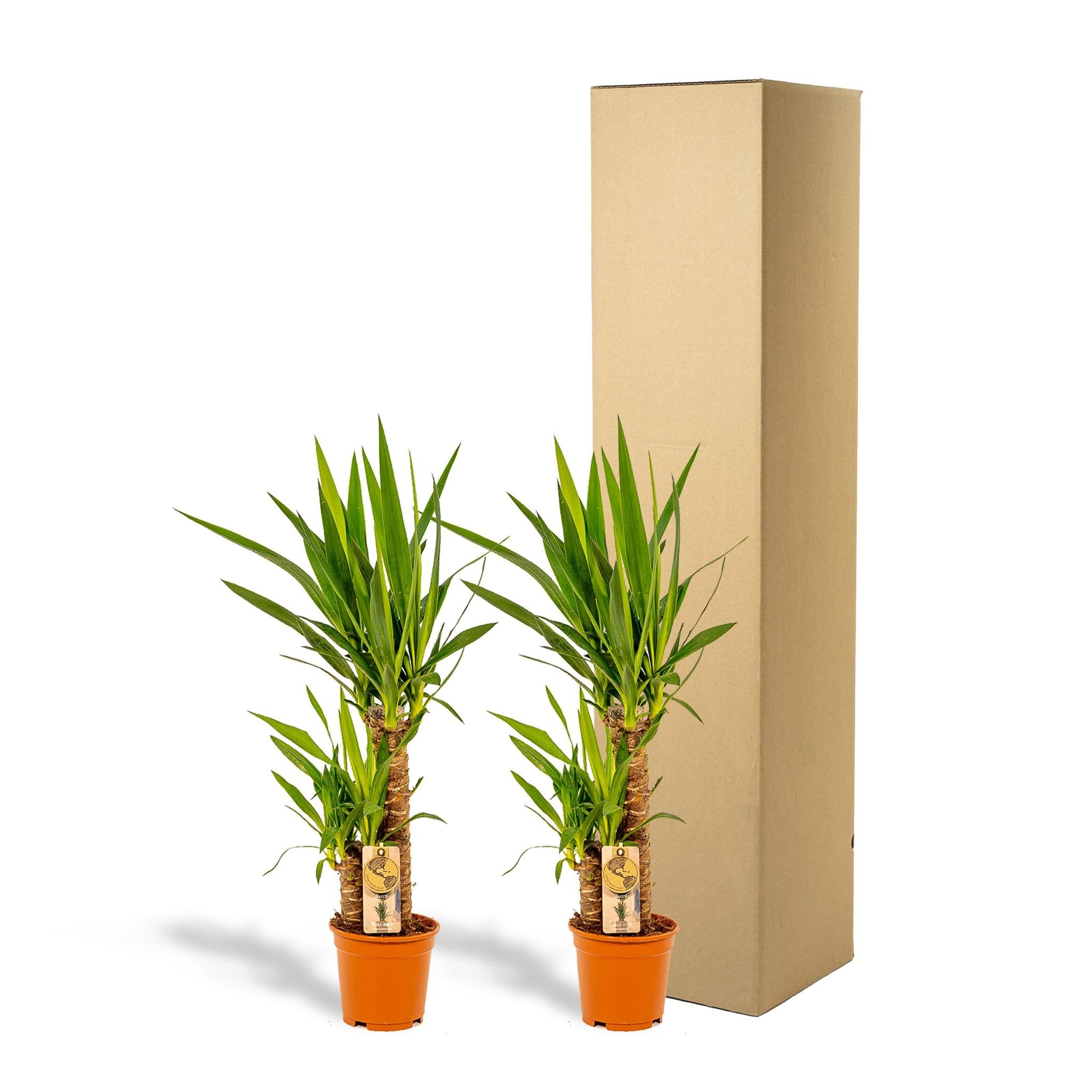 2x Yucca - ?90cm - Ø17cm