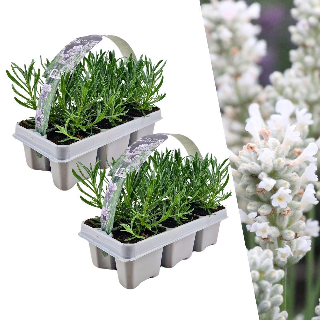 2 x 6 pack Lavendel angustifolia wit - 12 x Ø7 cm - ↕15 cm