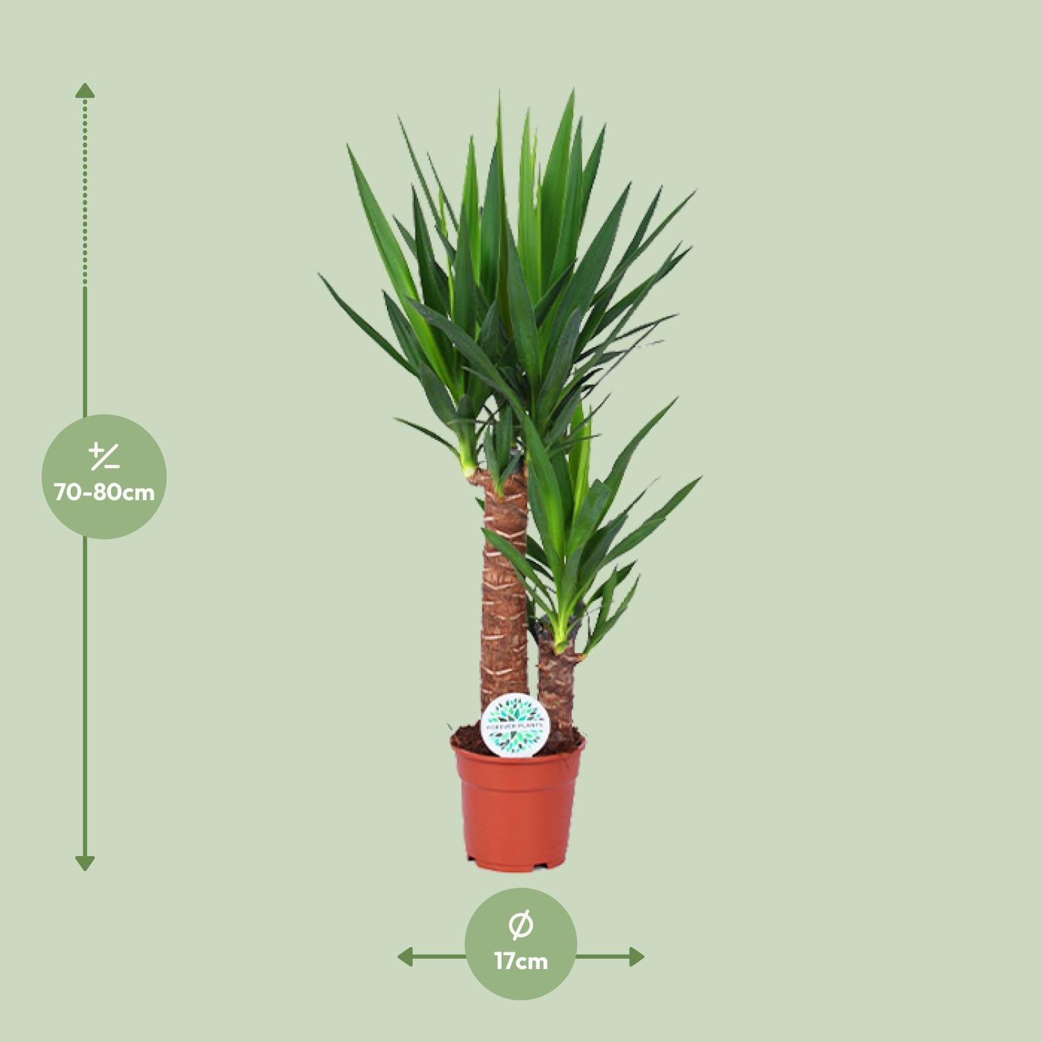 Yucca-Ø17cm - ↕80cm